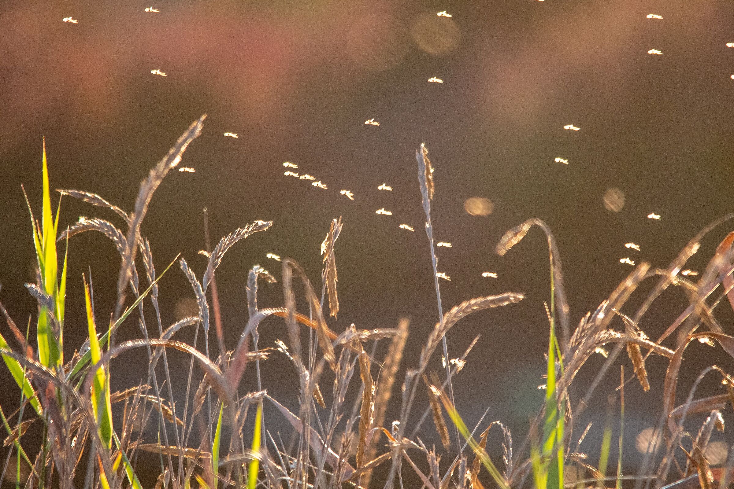 Mosquitoes on the horizon