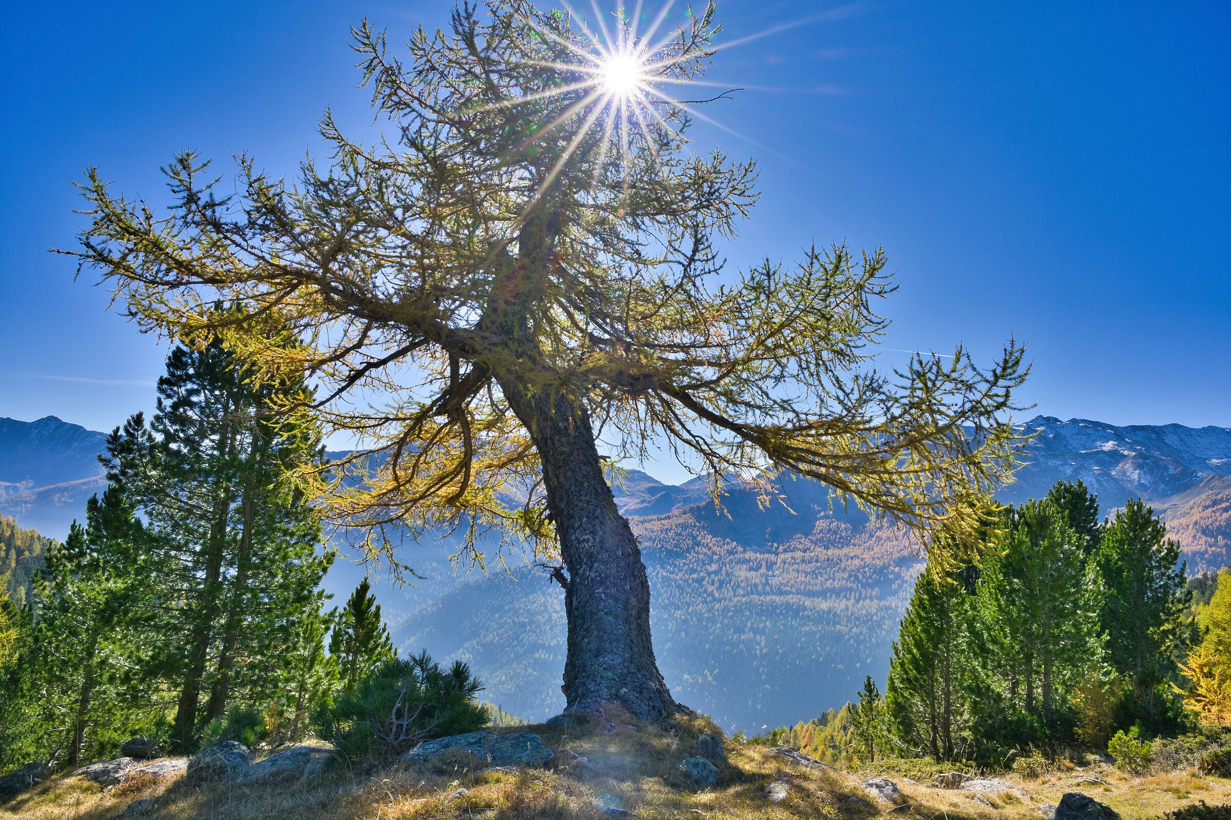 Lone Larch