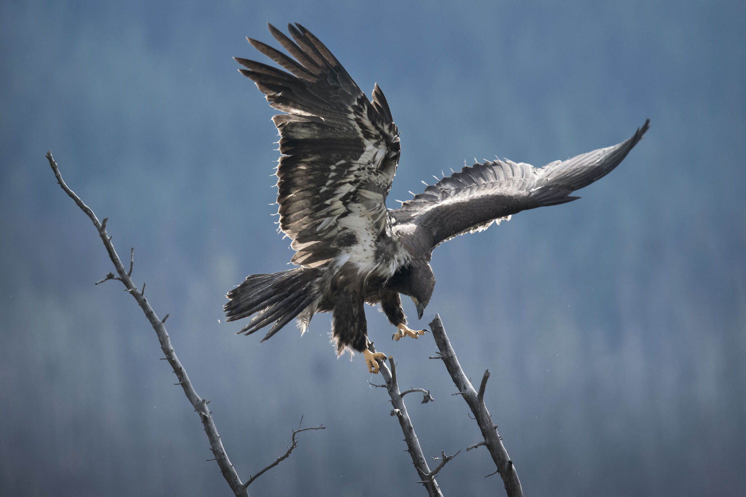 Young White-headed Eagle
