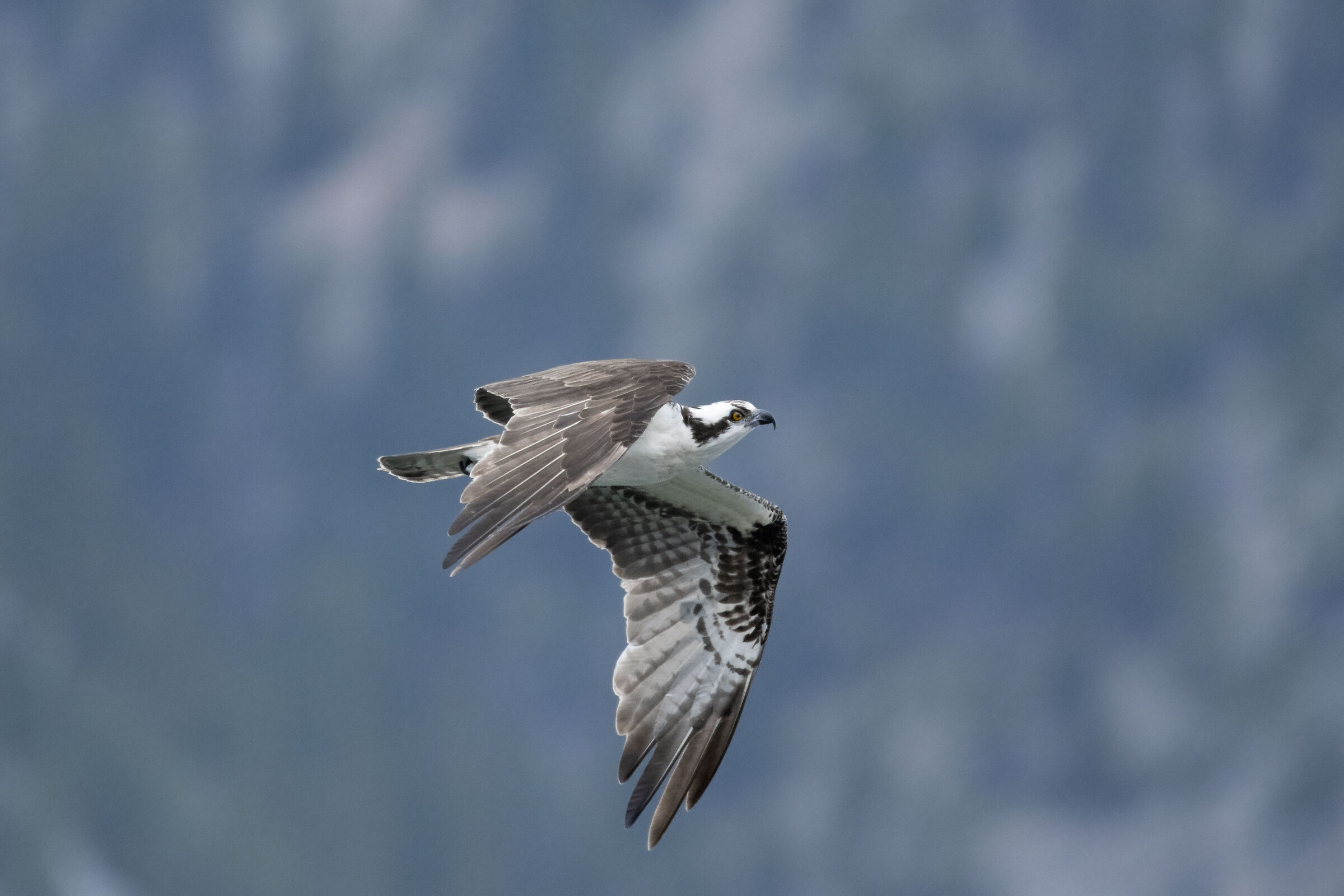 Osprey