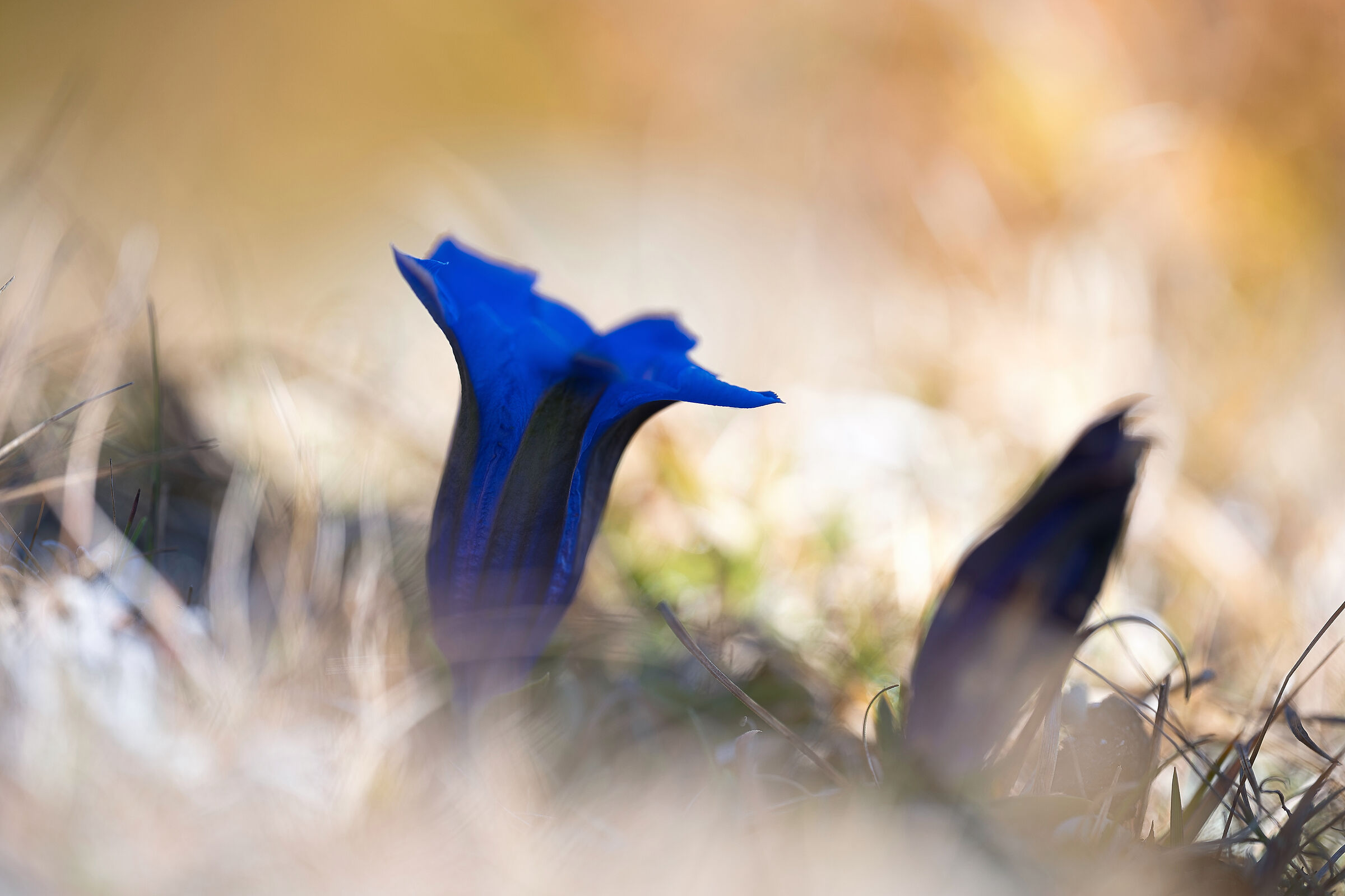 Mountain gentian