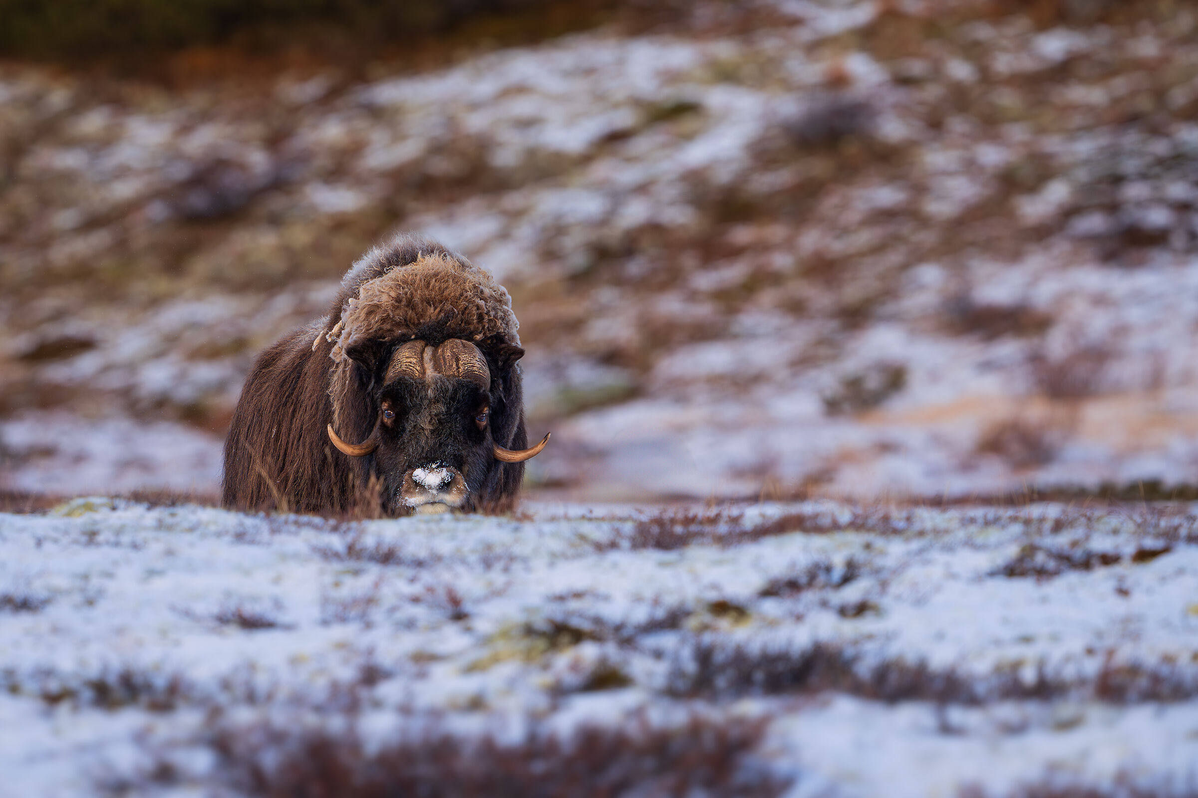 Musk ox in the first snow