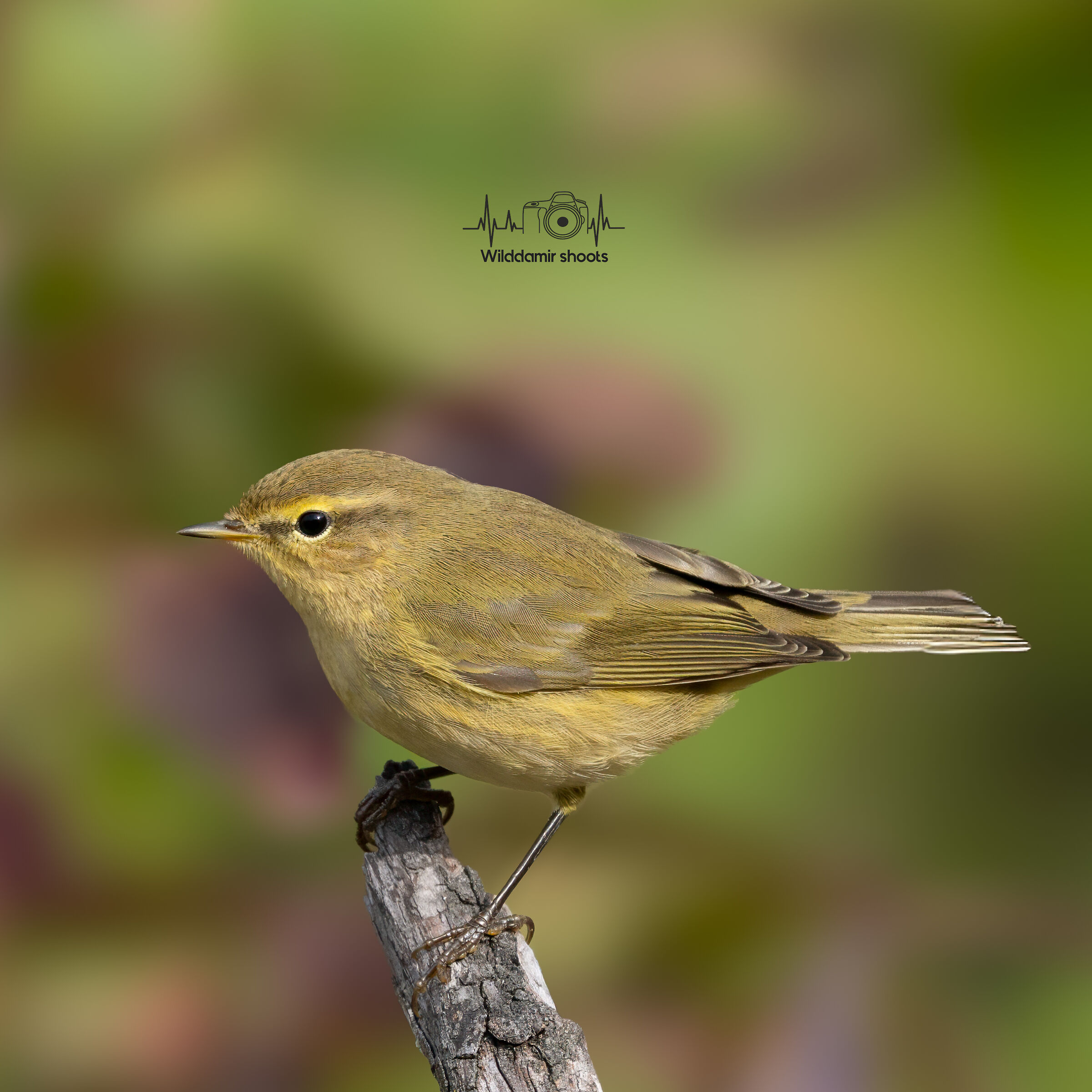 Chiffchaff
