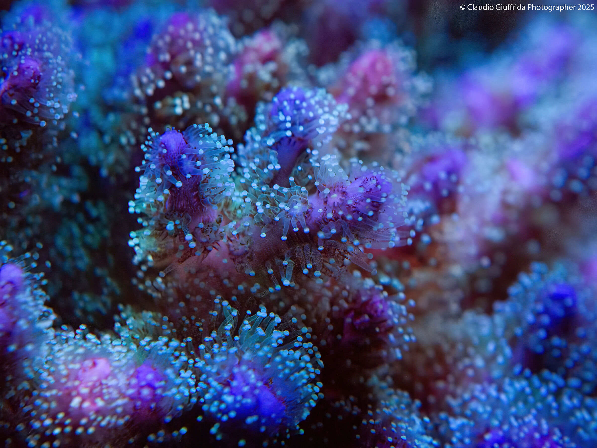 Pocillopora sp