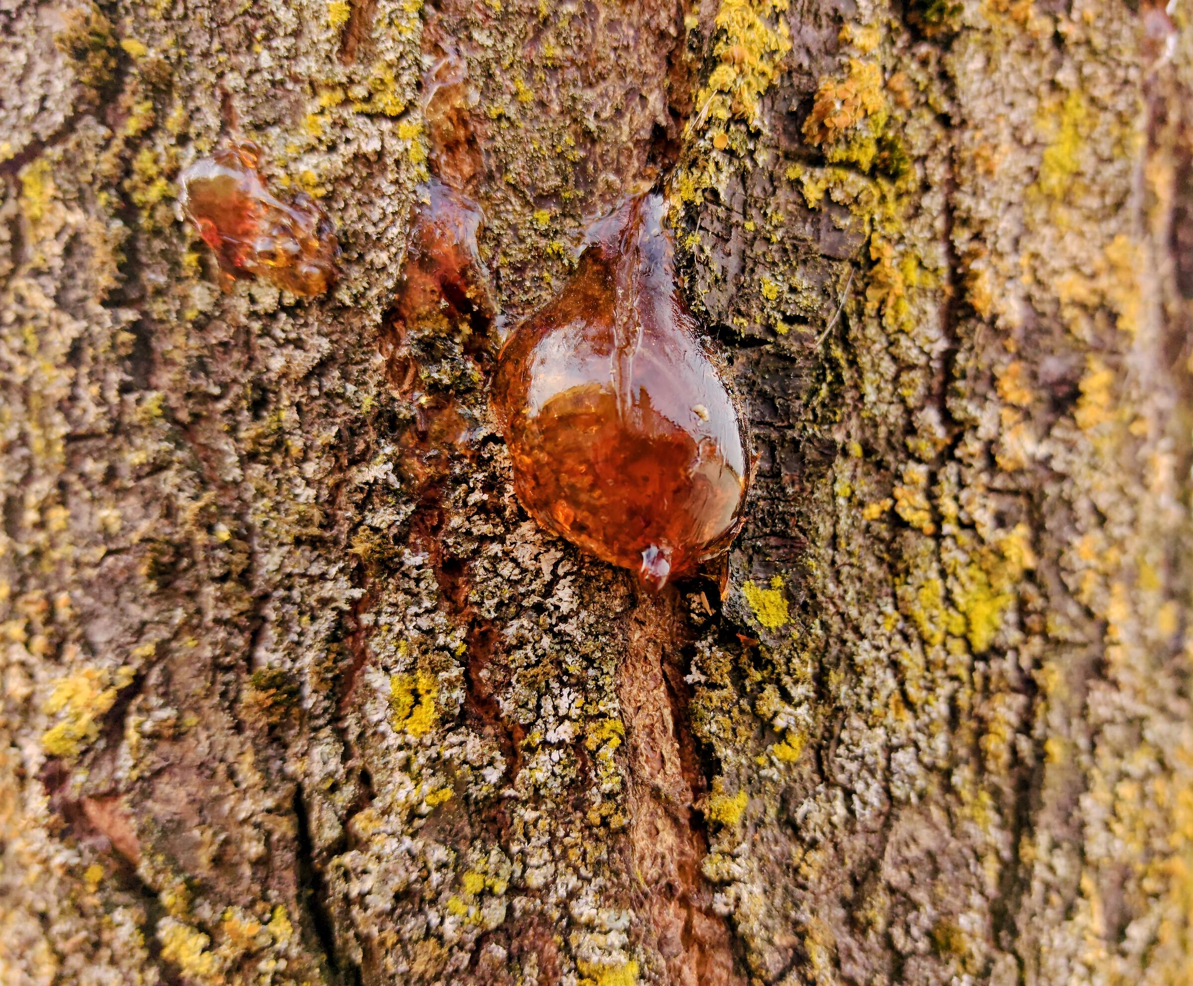 Even the trees are crying...