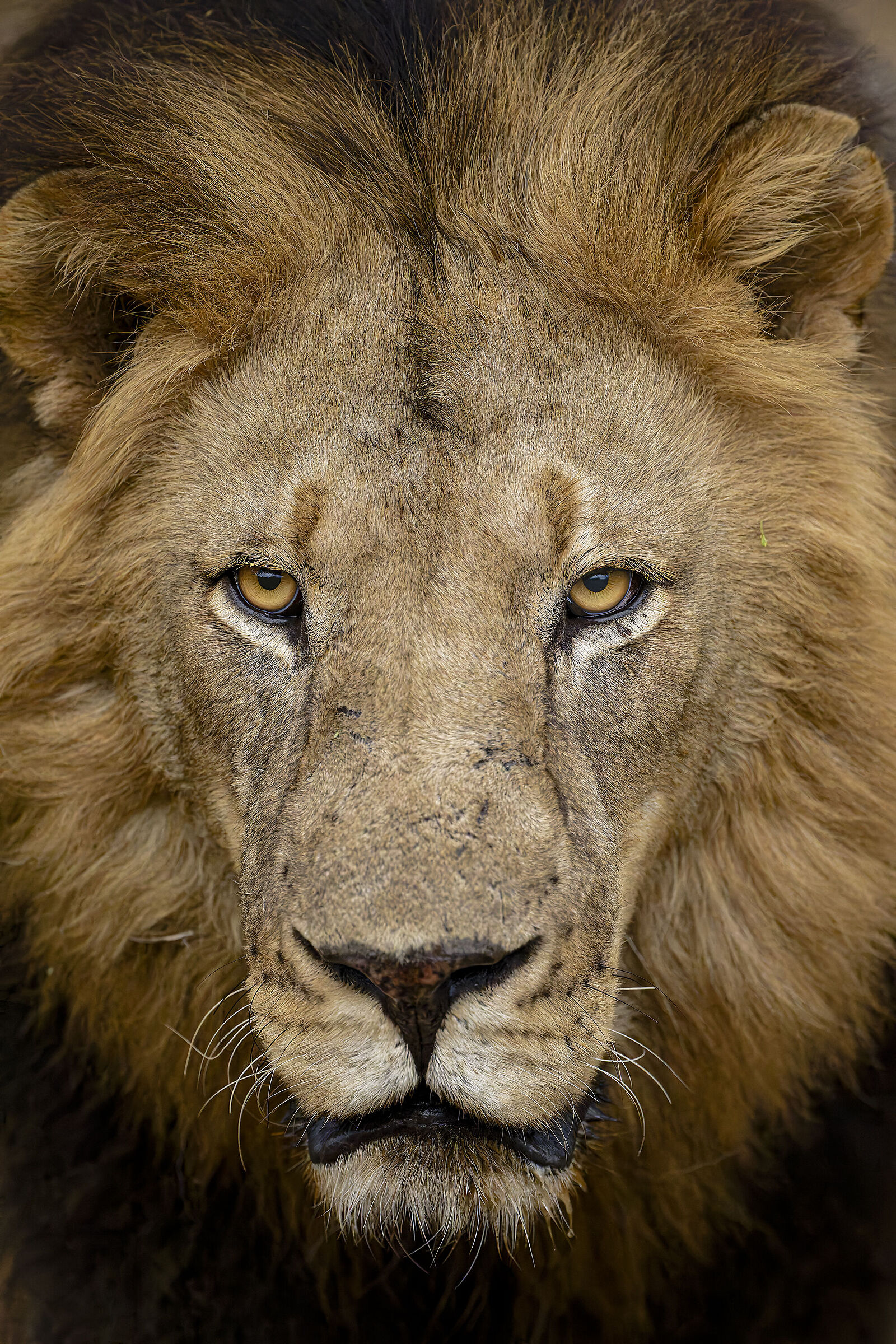 alpha portrait