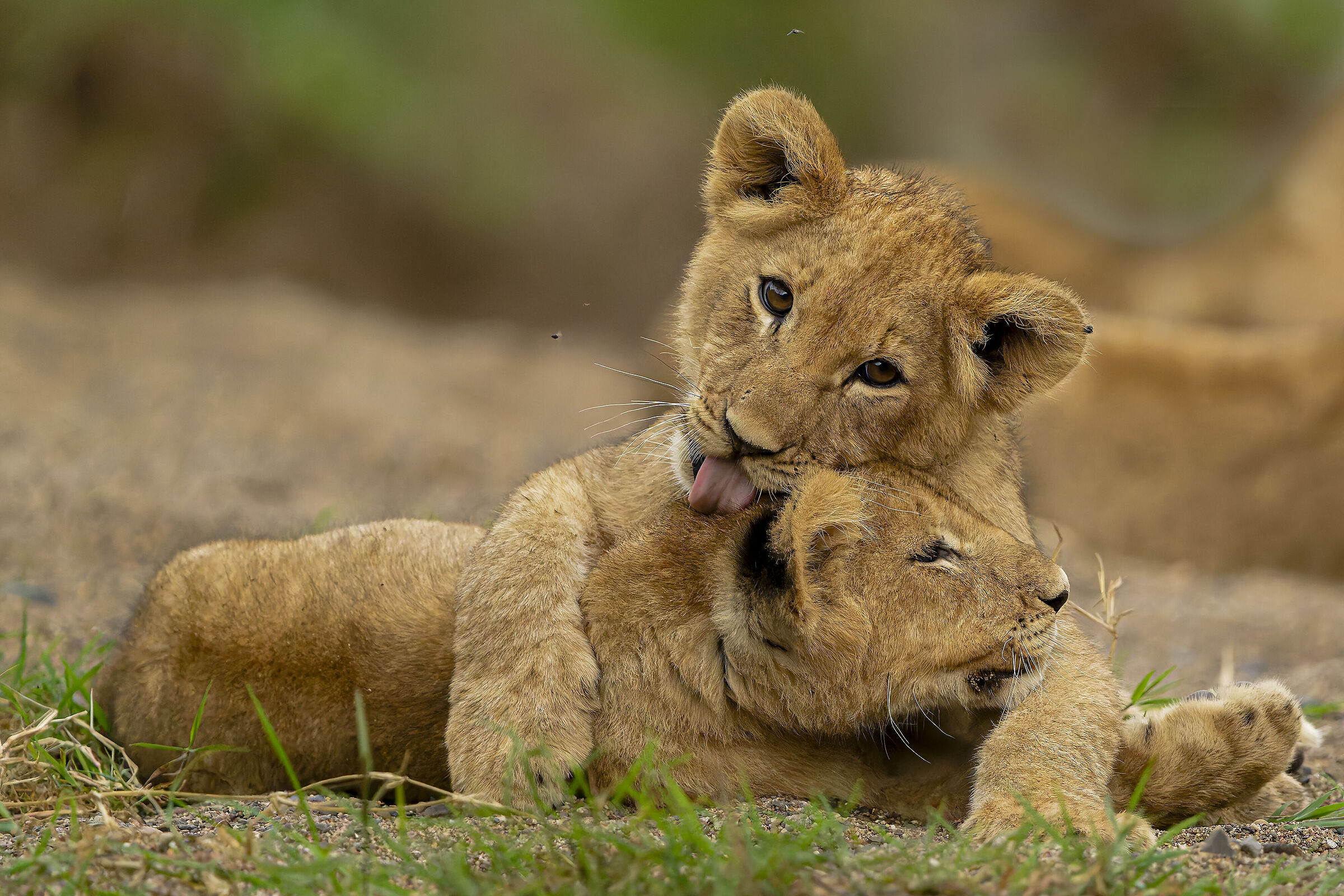 amore fraterno