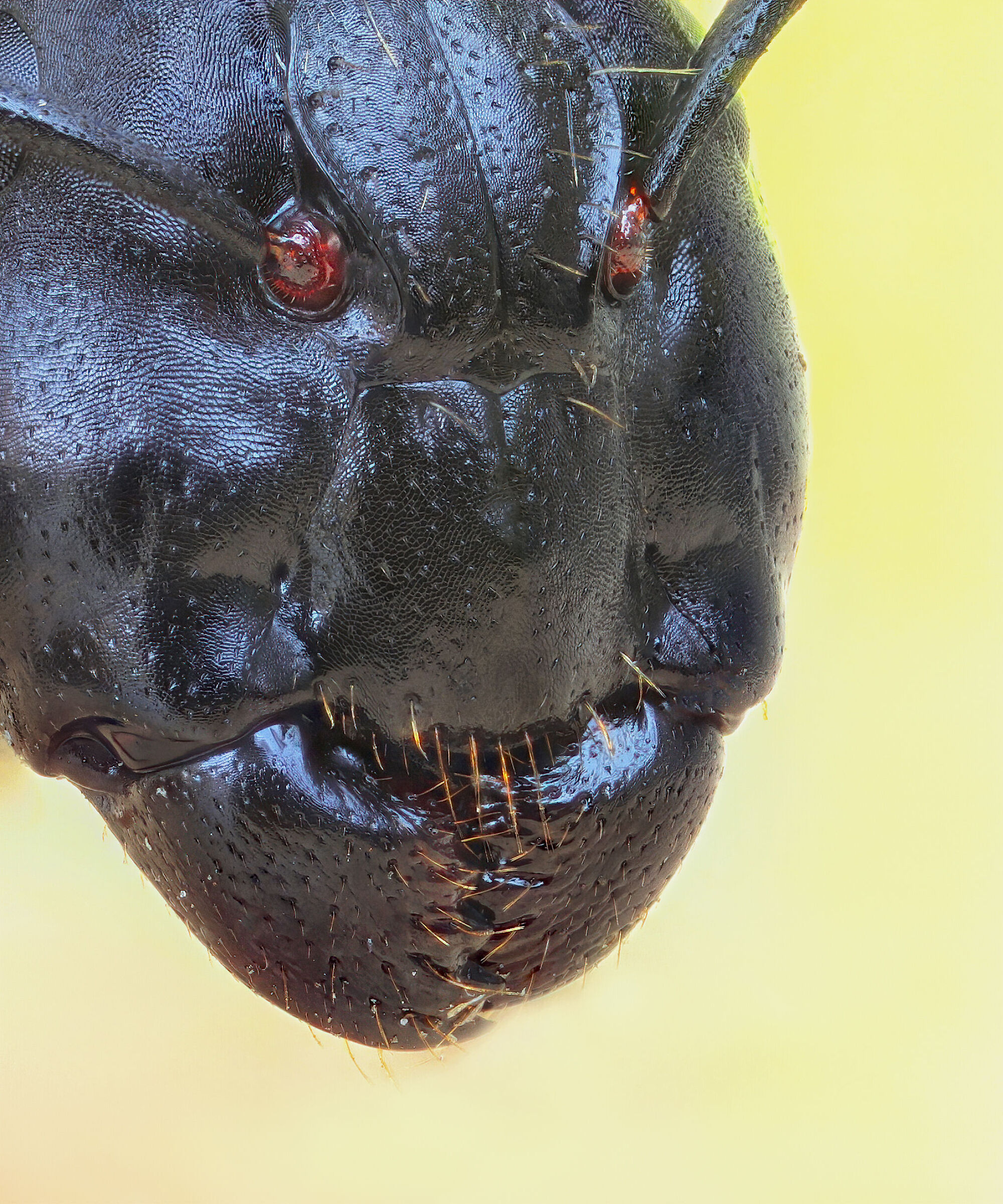 Camponotus vagus