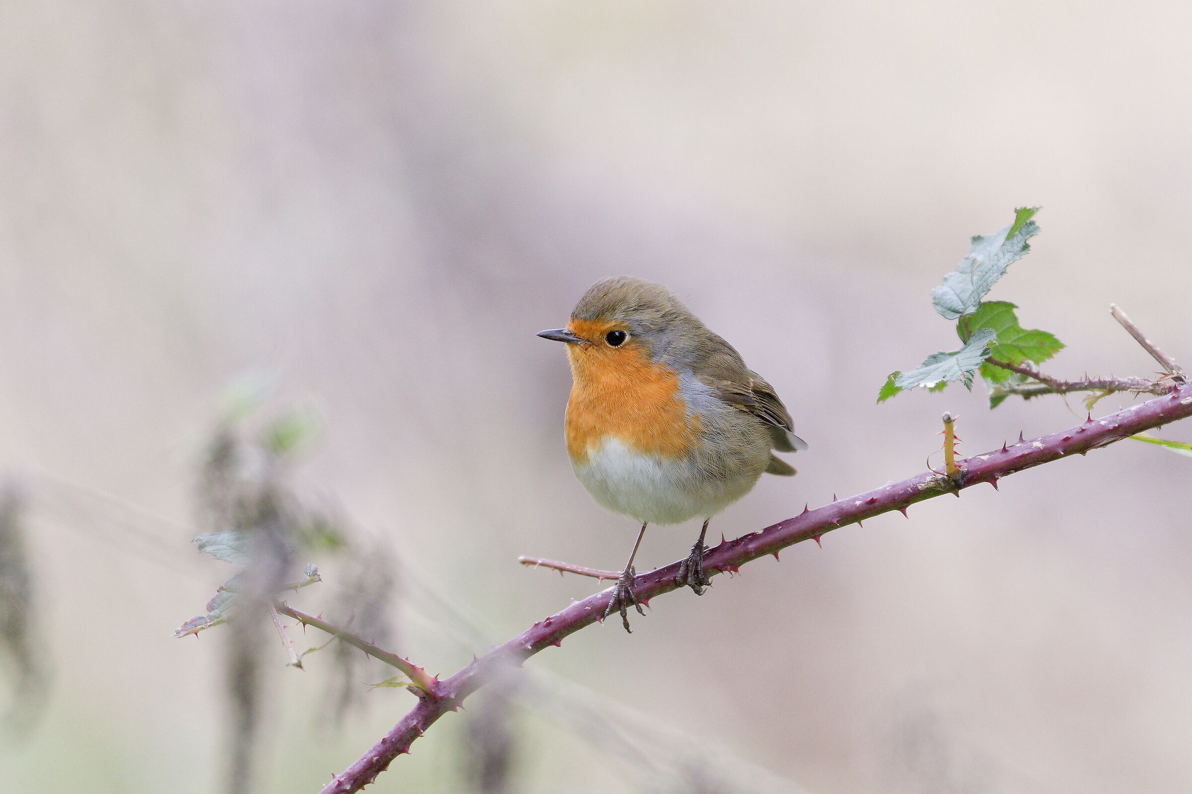 Robin
