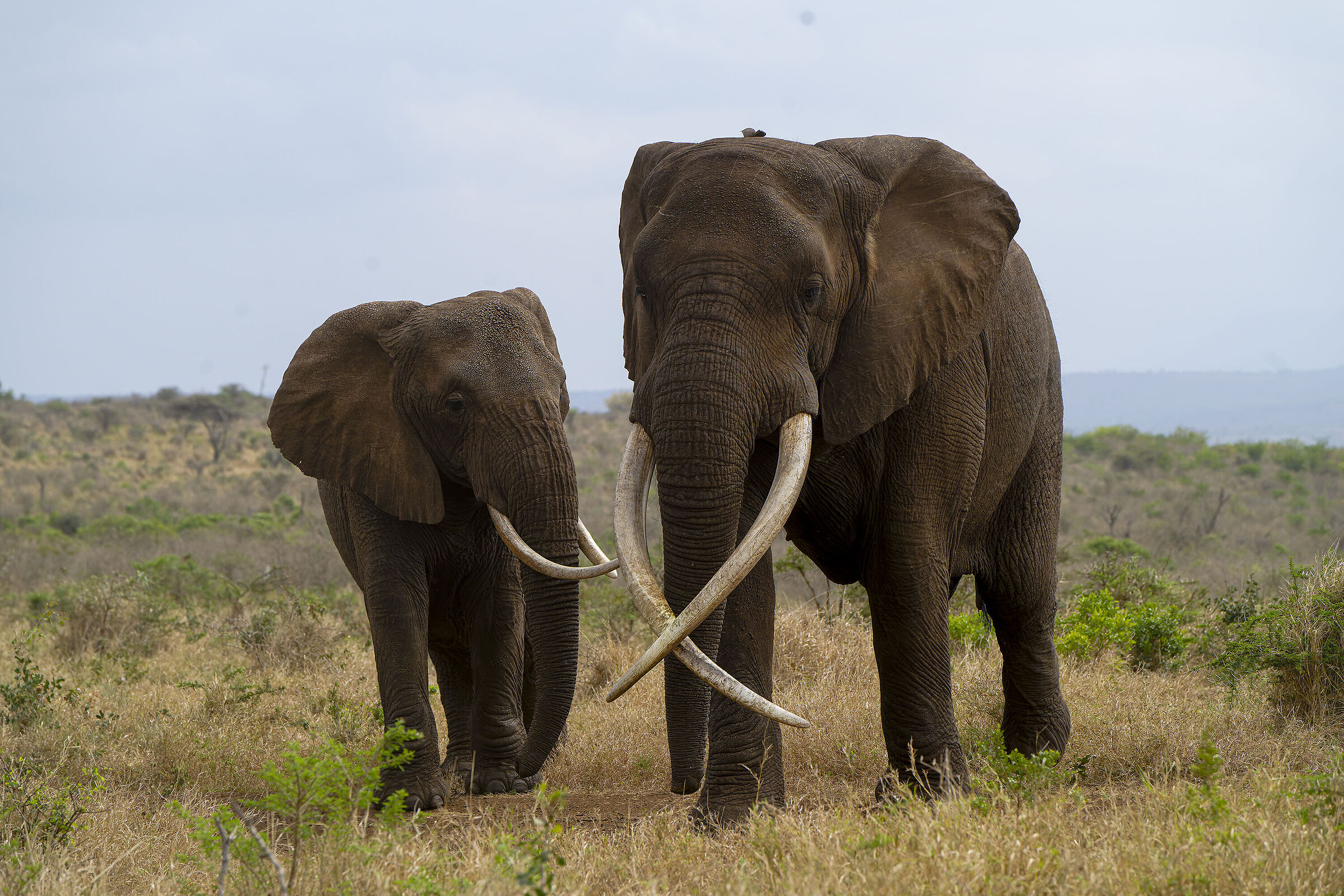 RAMBO the last tusker