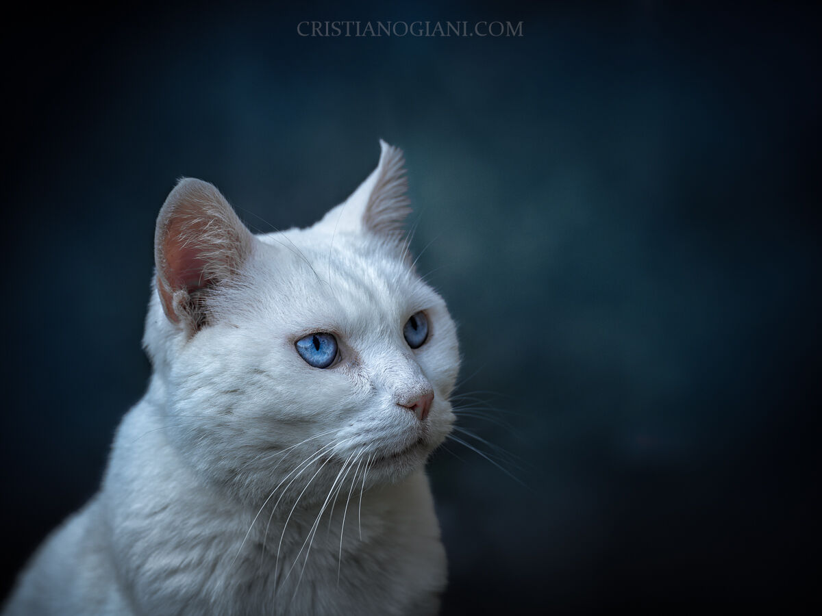 Blue gaze