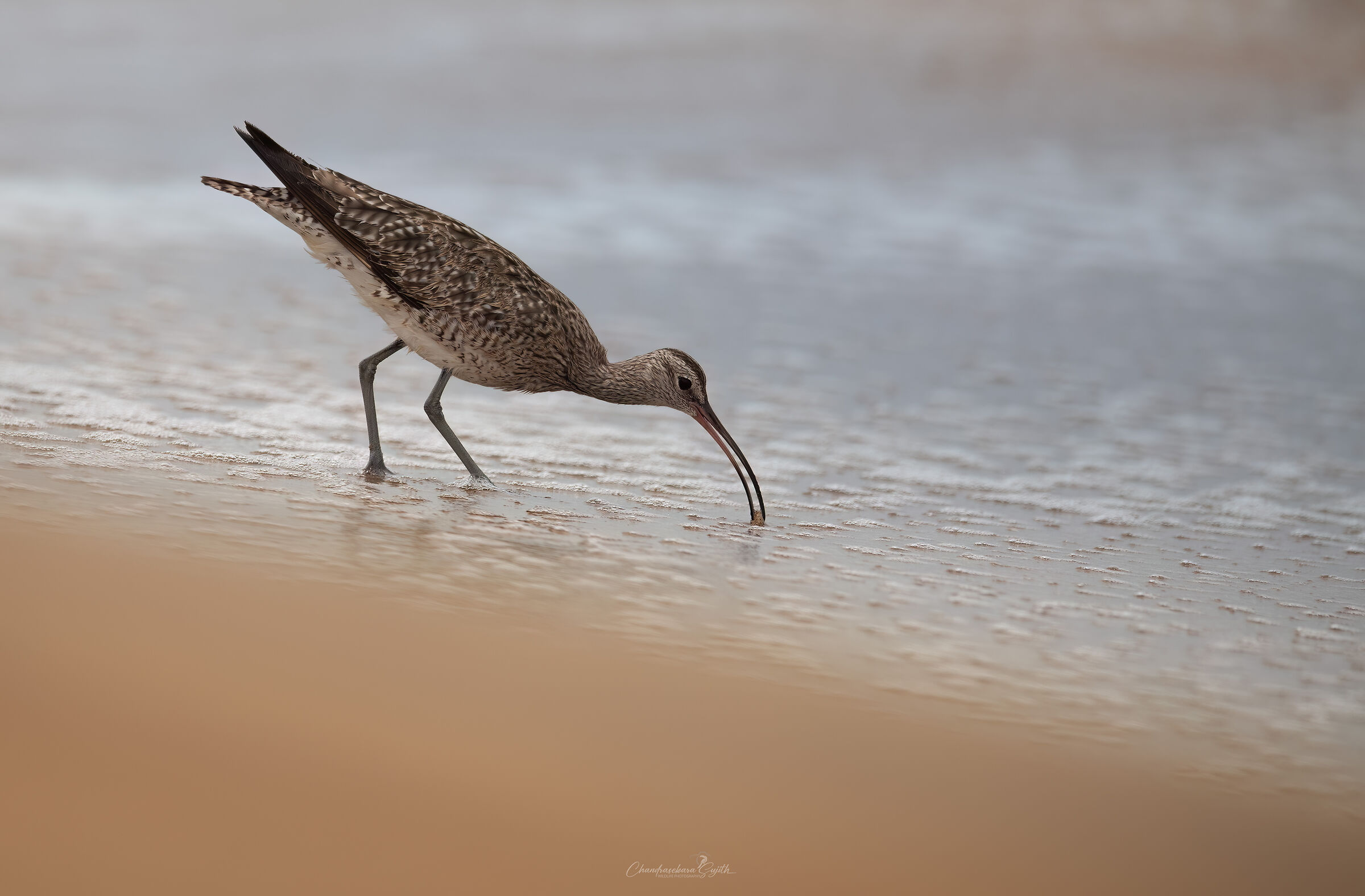 whimbrel