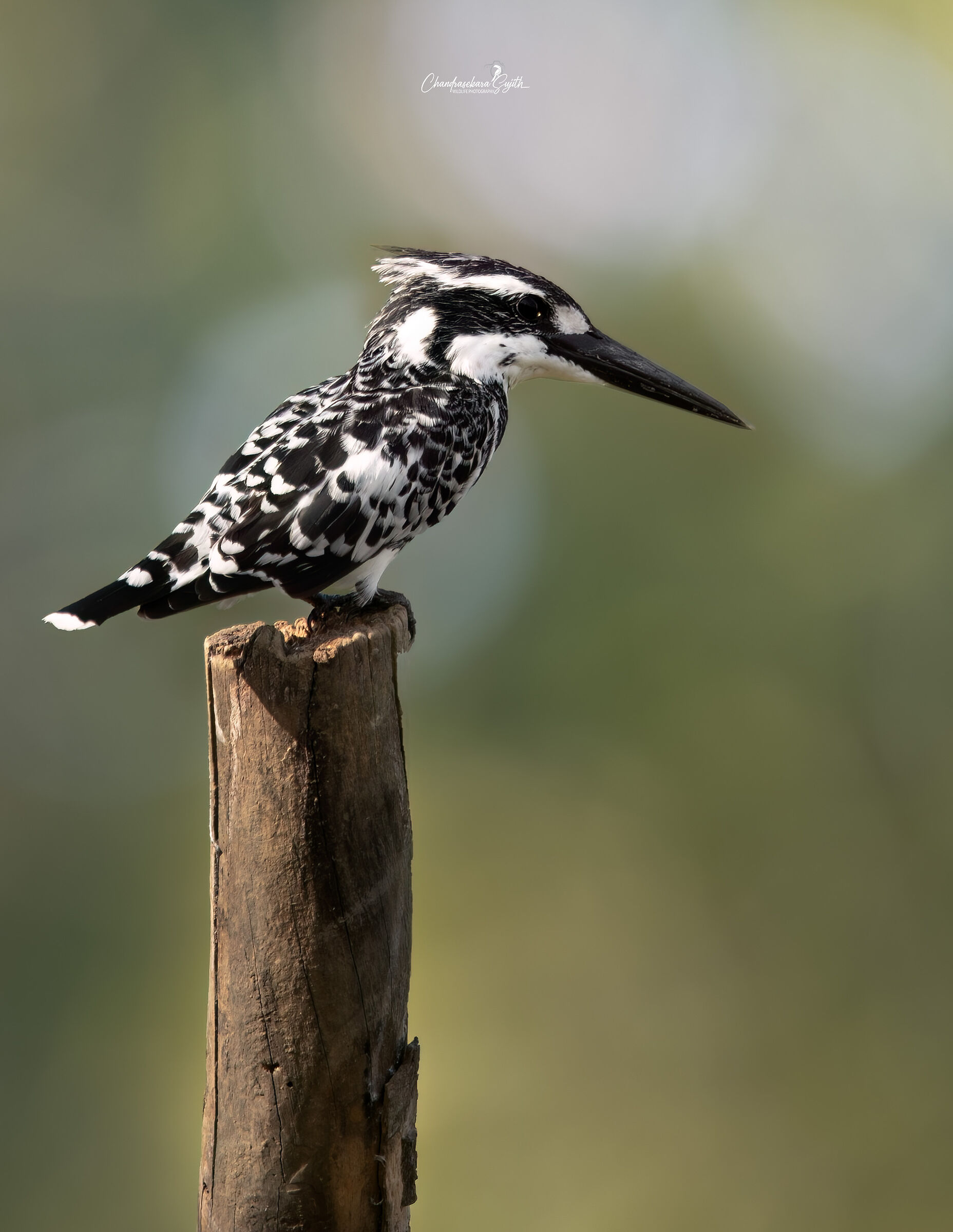 Piebald kingfisher