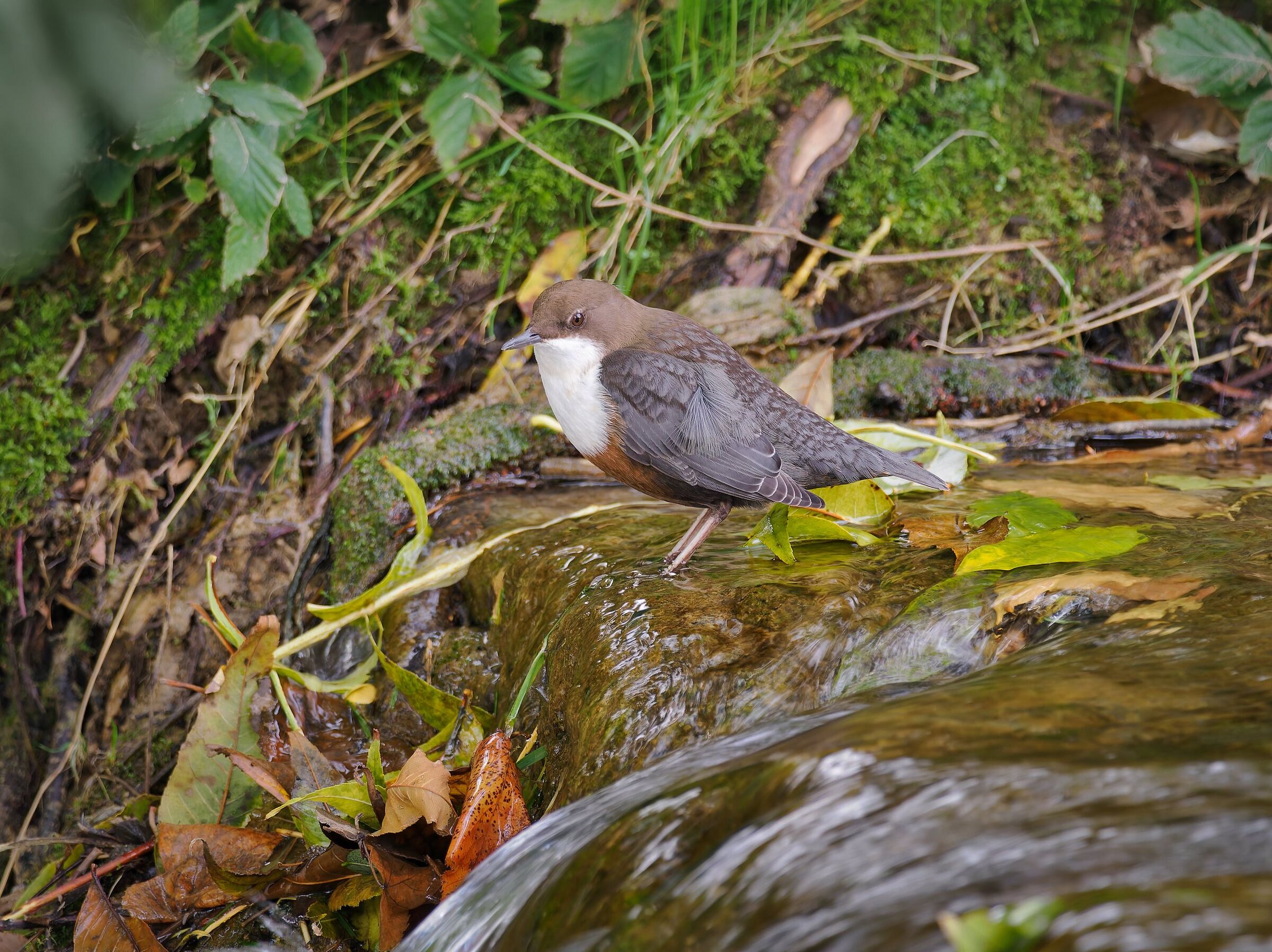 White-throated dipper