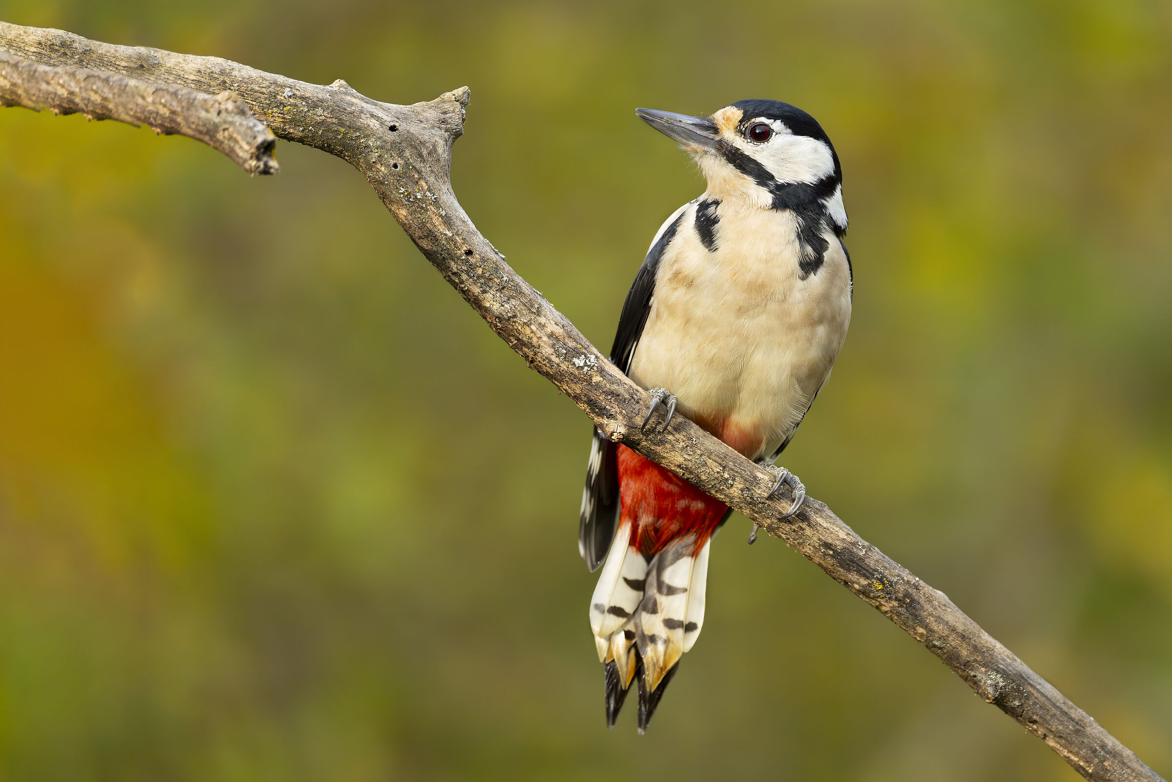 Great Spotted Woodpecker