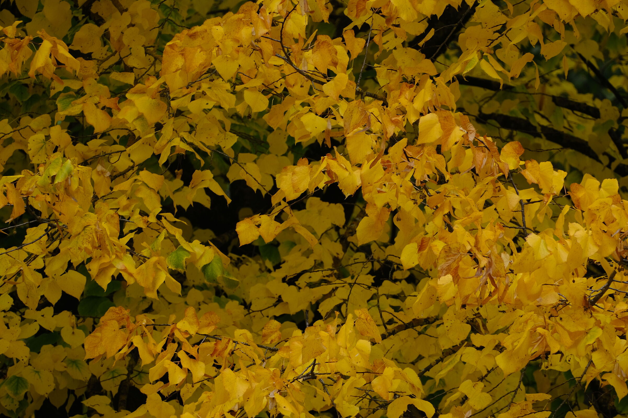 tavolozza ottobrata