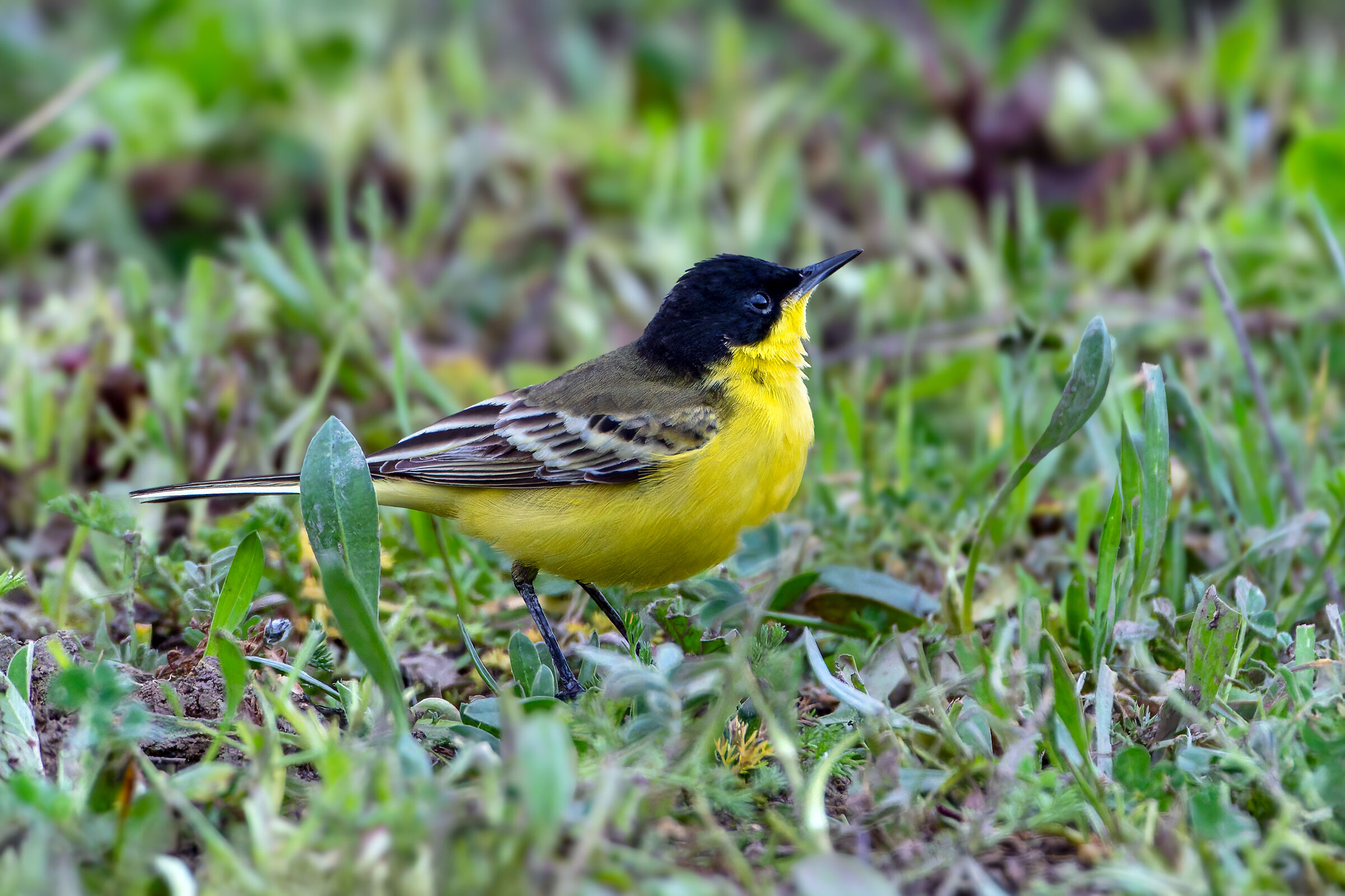 Feldegg Wagtail