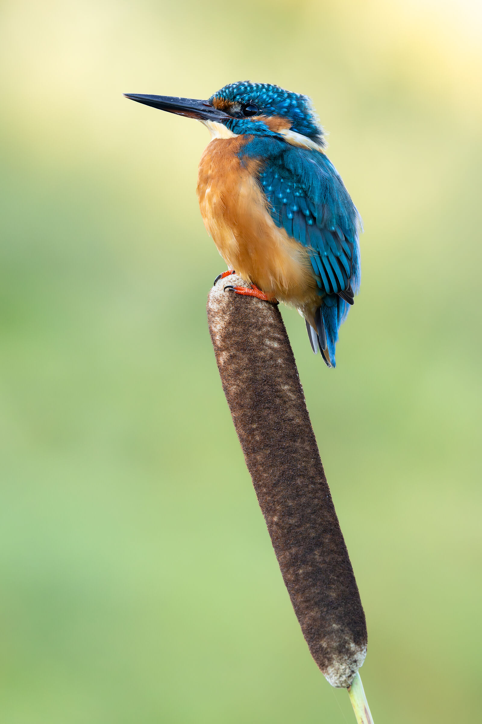 Kingfisher