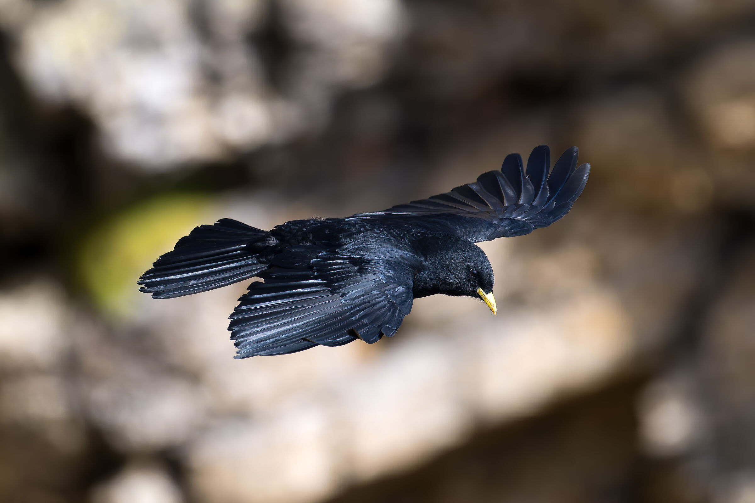 Alpine Chough - Gran Paradiso National Park