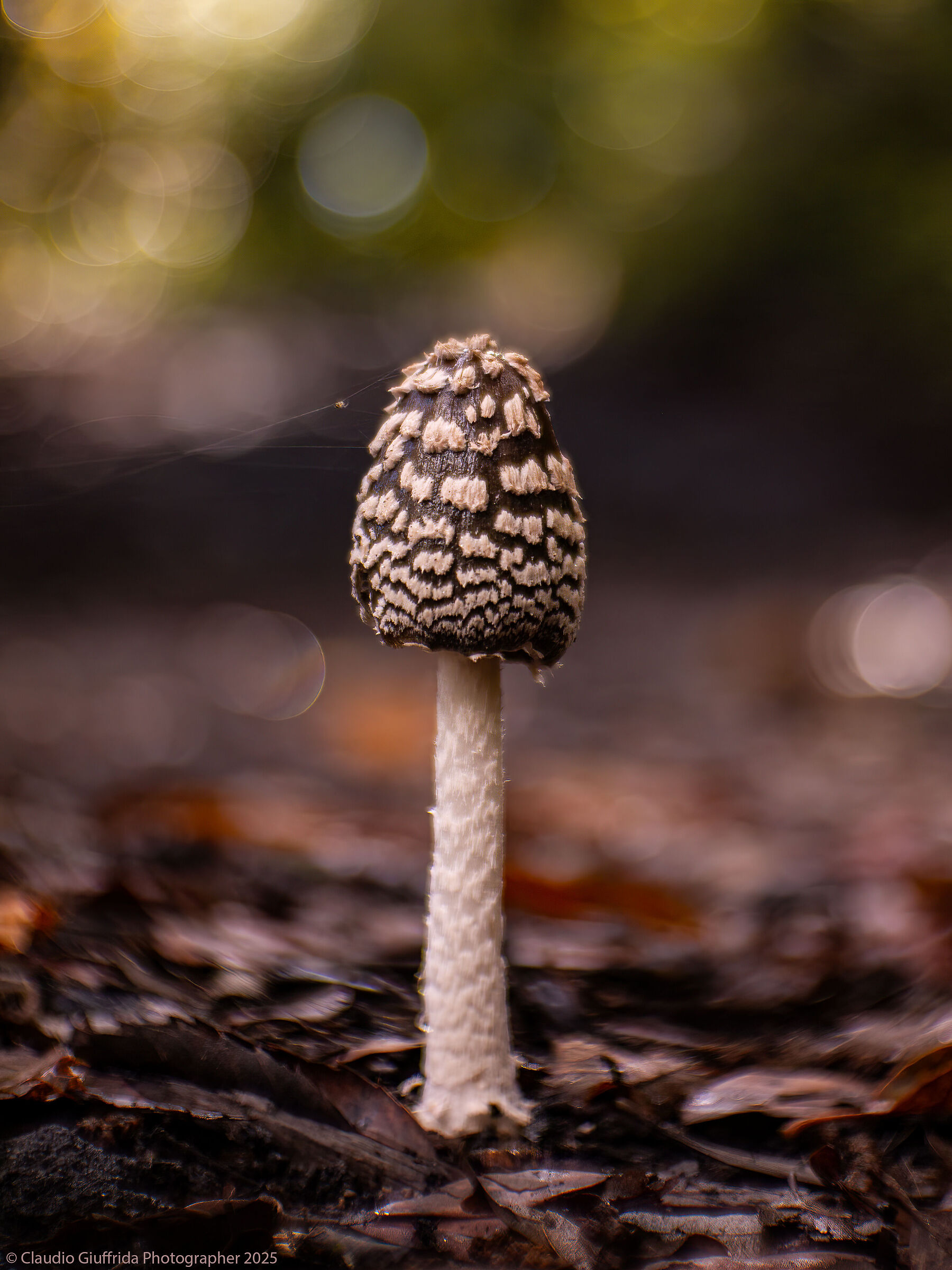 Coprinus picaceus