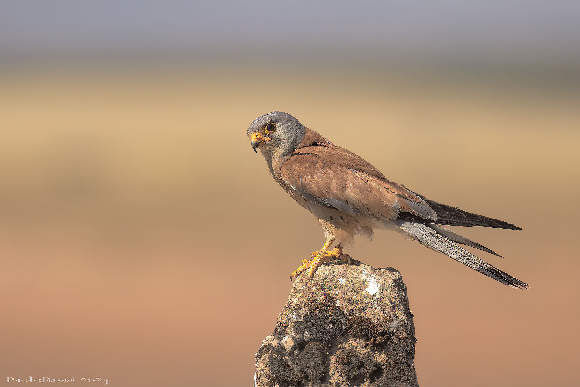 Lesser Kestrel ...