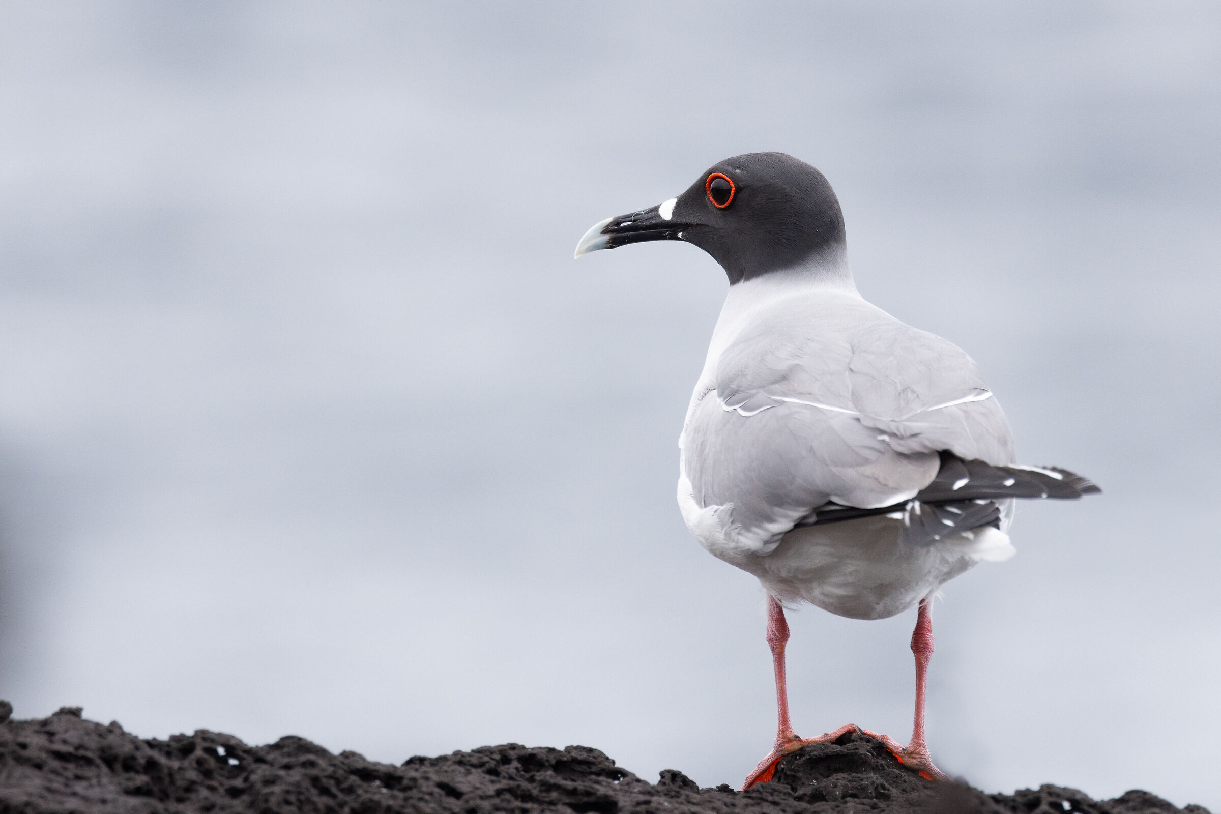 Gabbiano Codadirondine