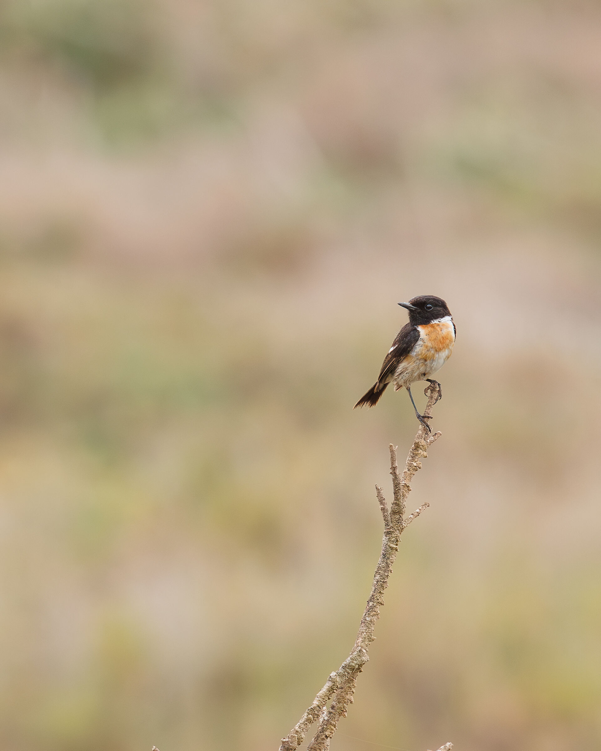 Saxicola torquatus - Saltimpalo