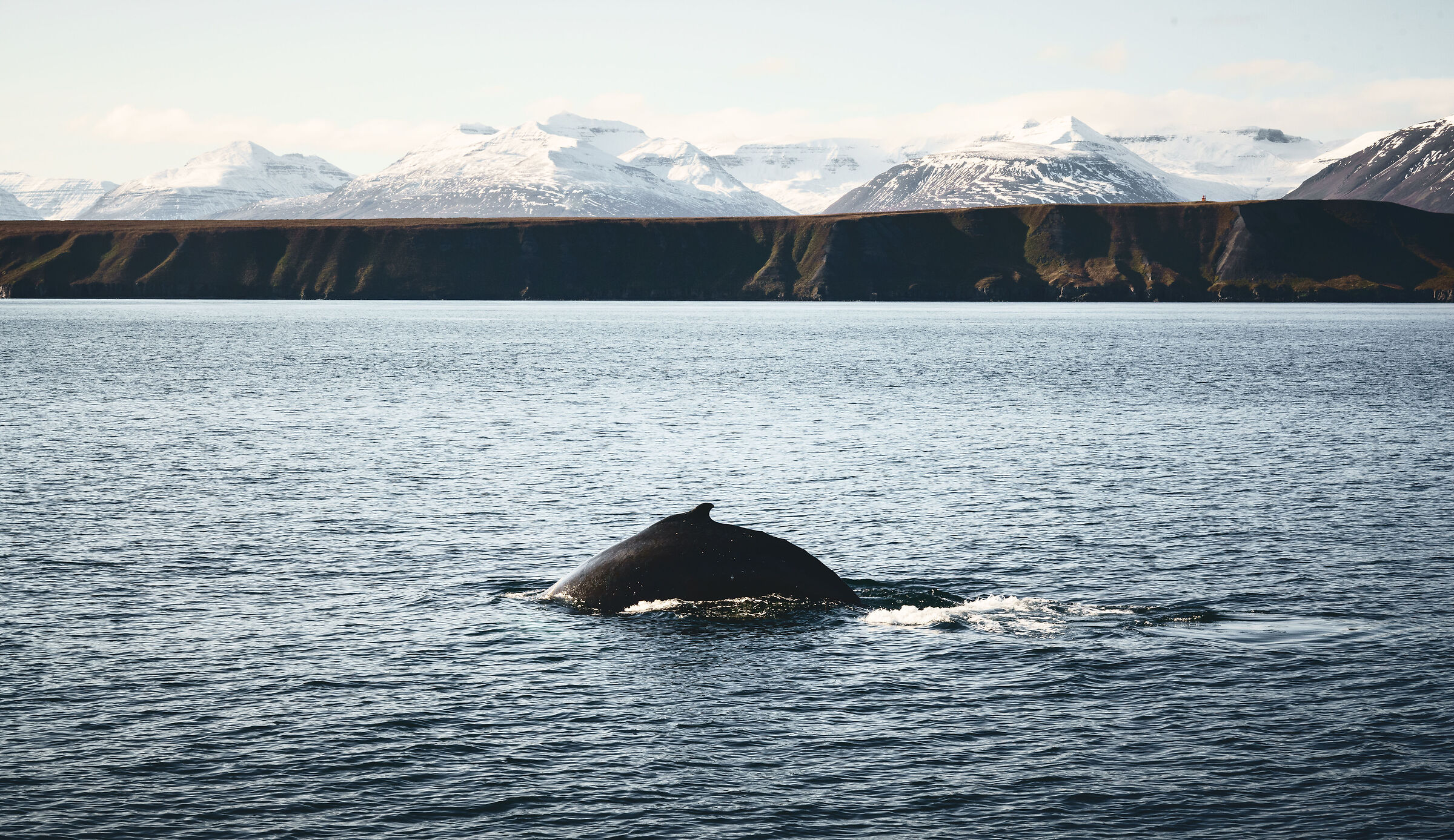 A Caccia di Balene