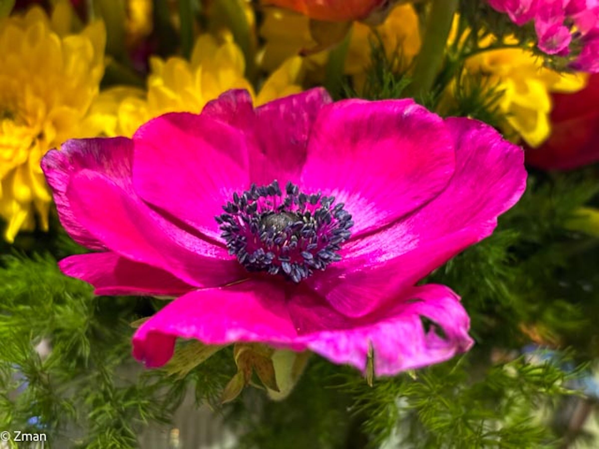 Fiore rosa selvatico selvatico