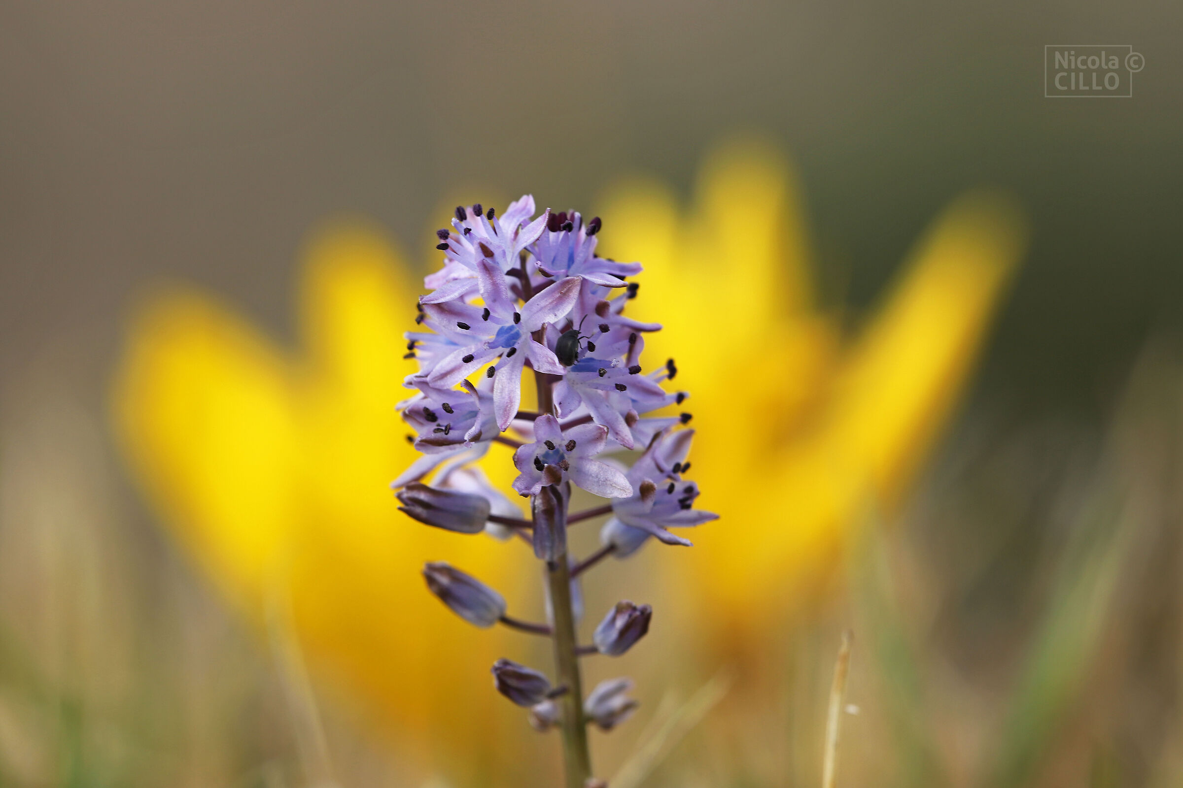 October in Murgia