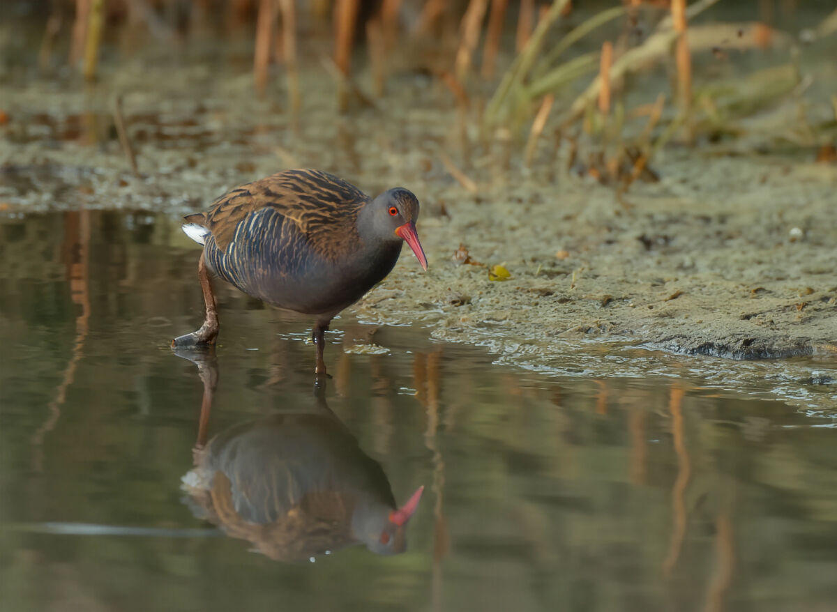 Water rail