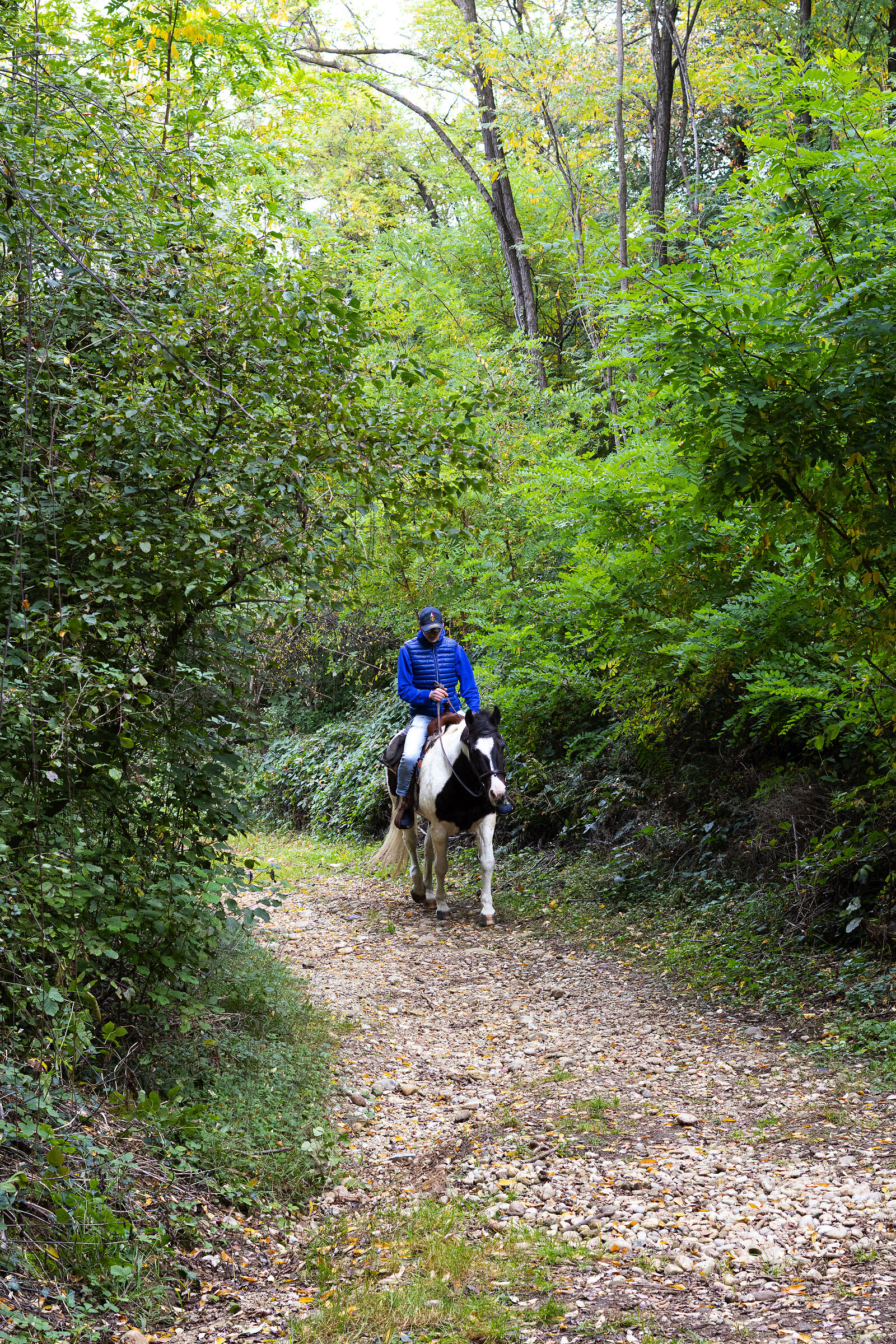 Cavallo In Passeggiata