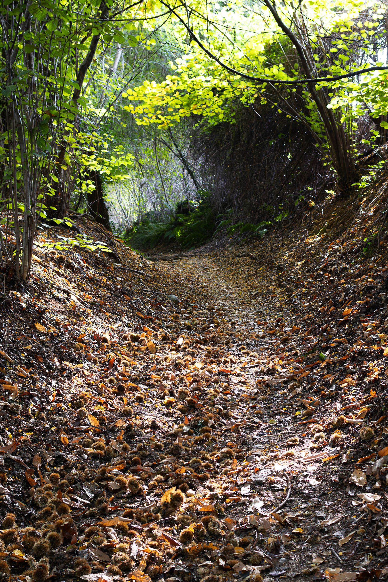 Un Fiume Di Castagne