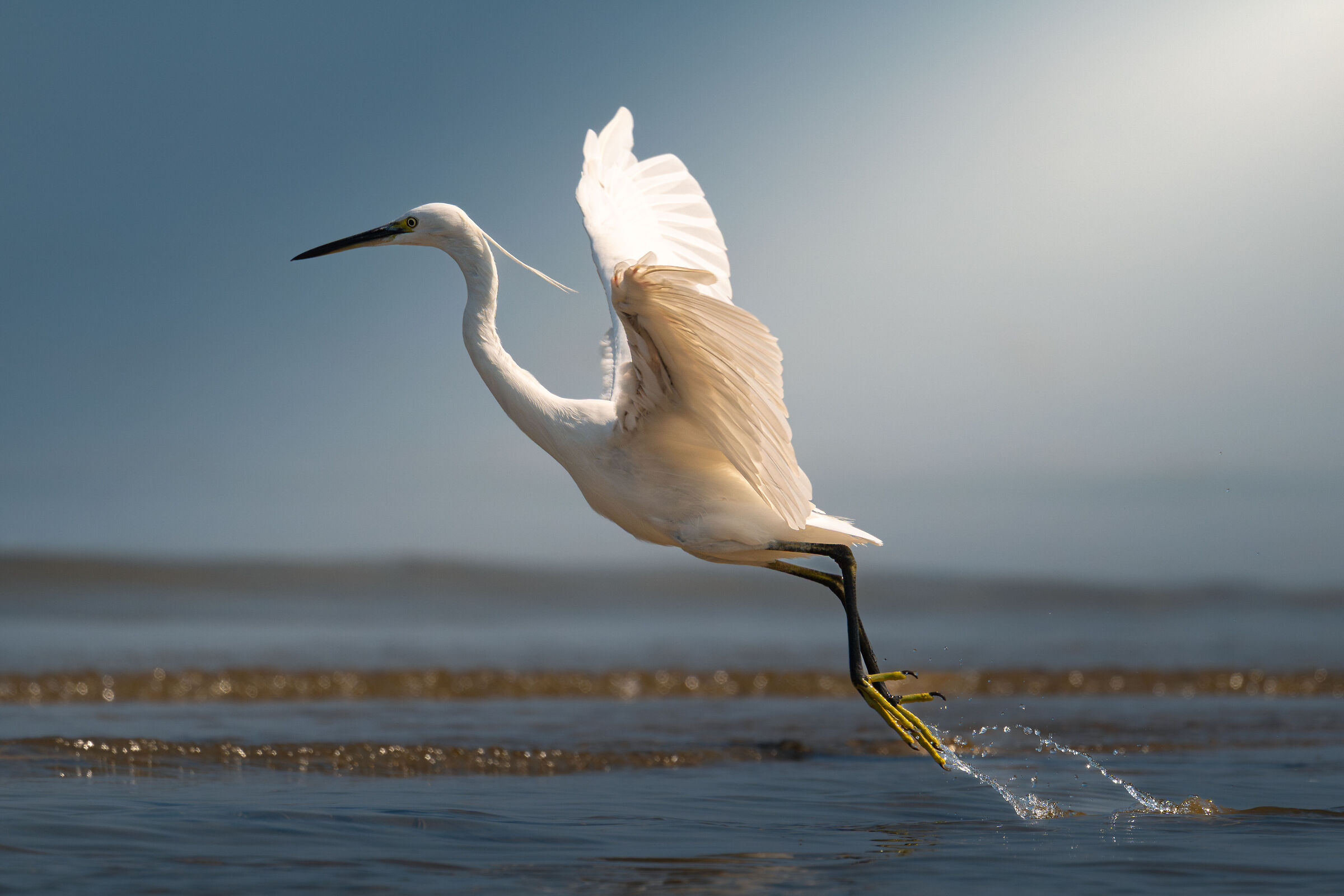 The Egret Leap