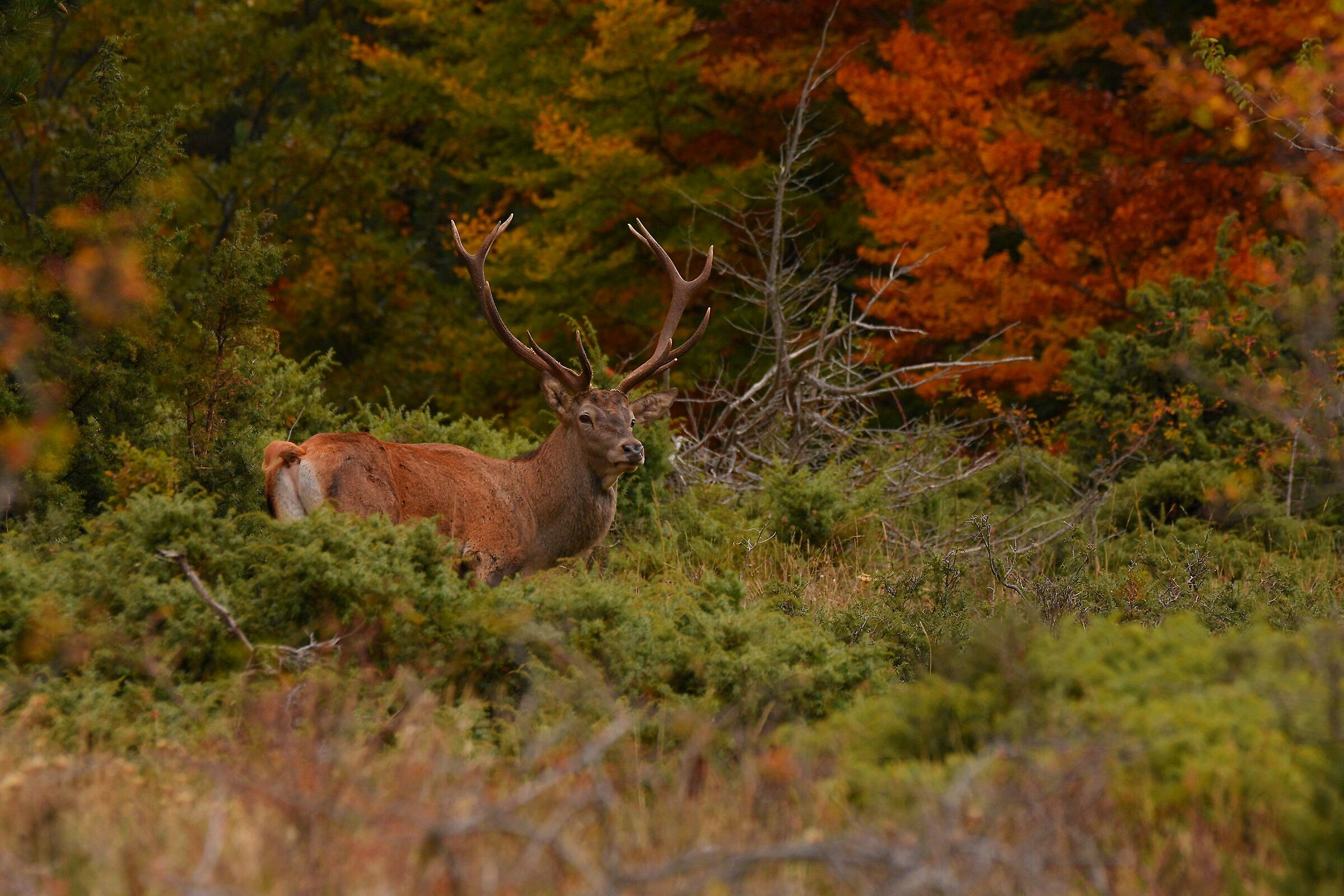 ... il cervo e l'acero...