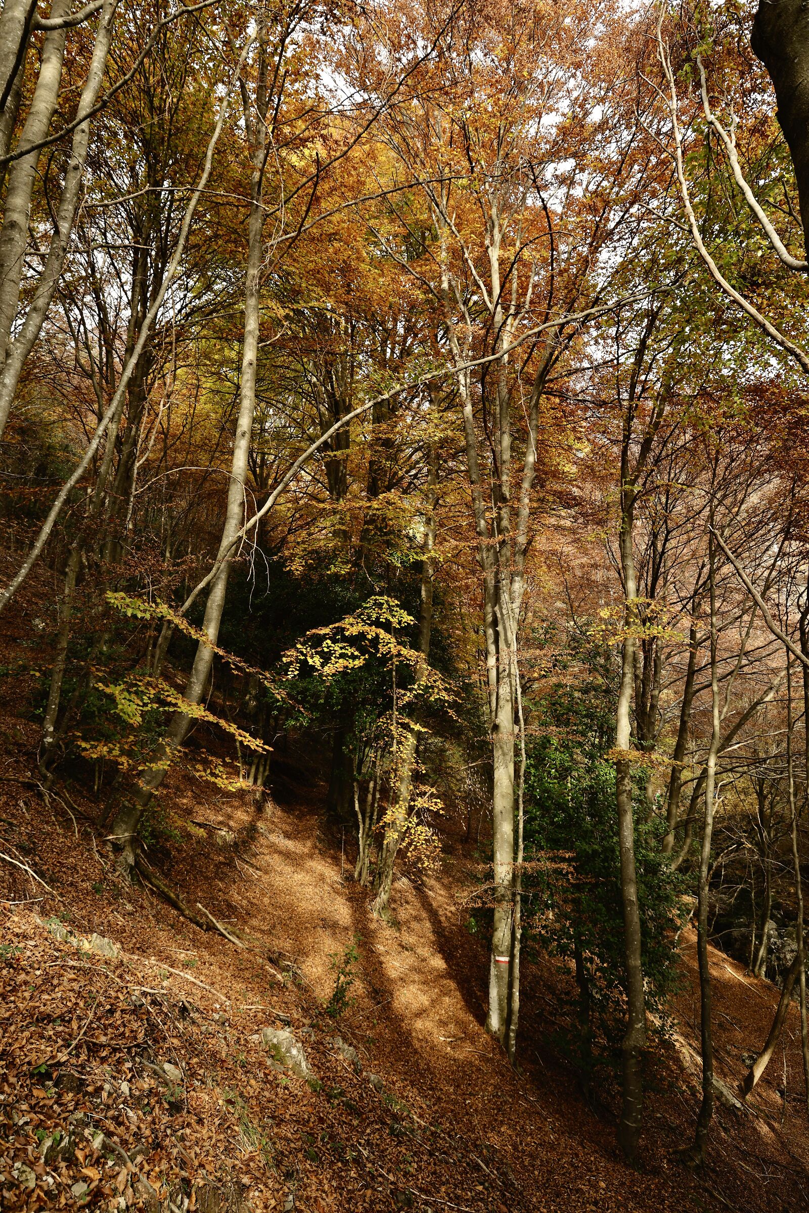 Autunno nel bosco