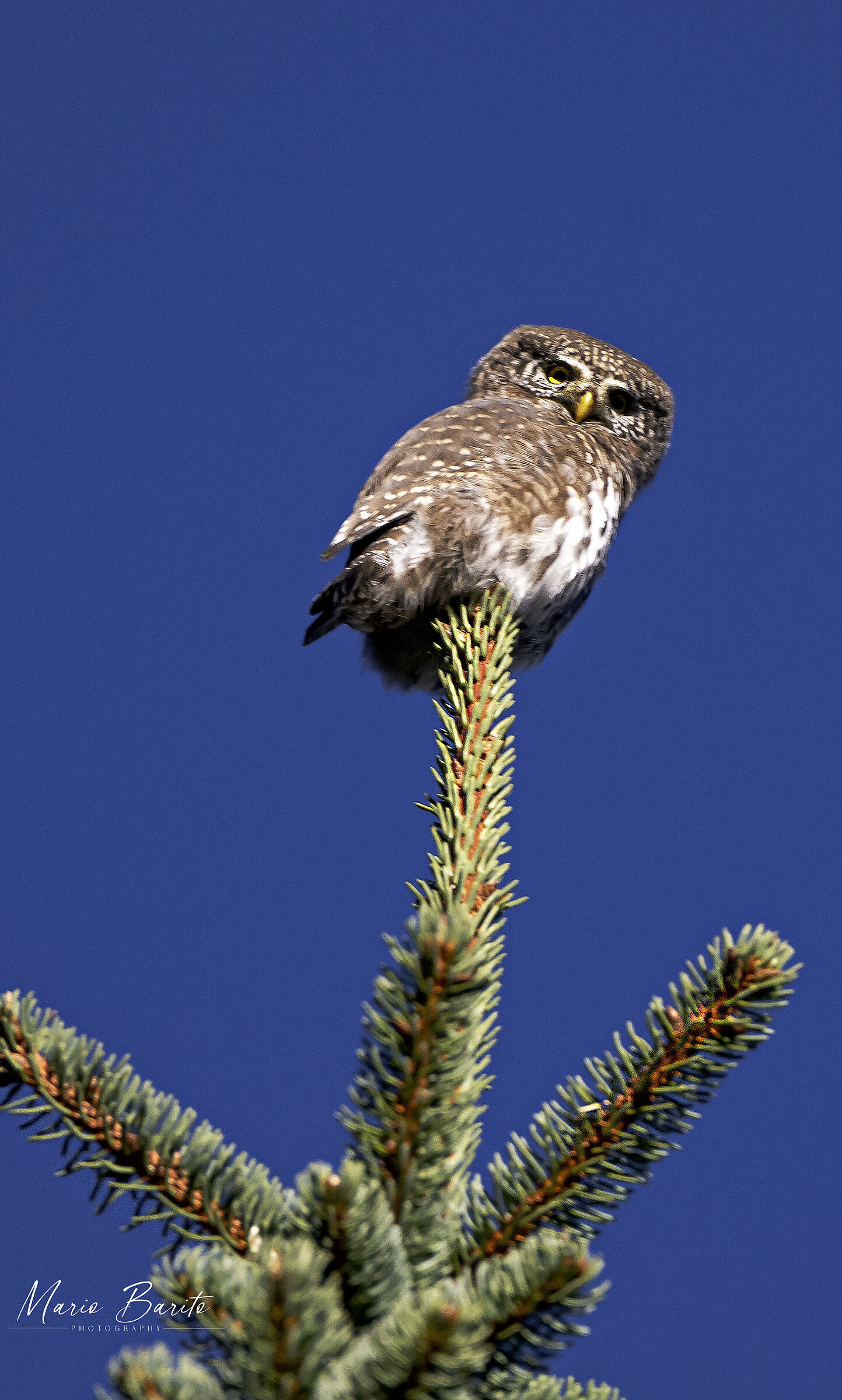 Dwarf Owl