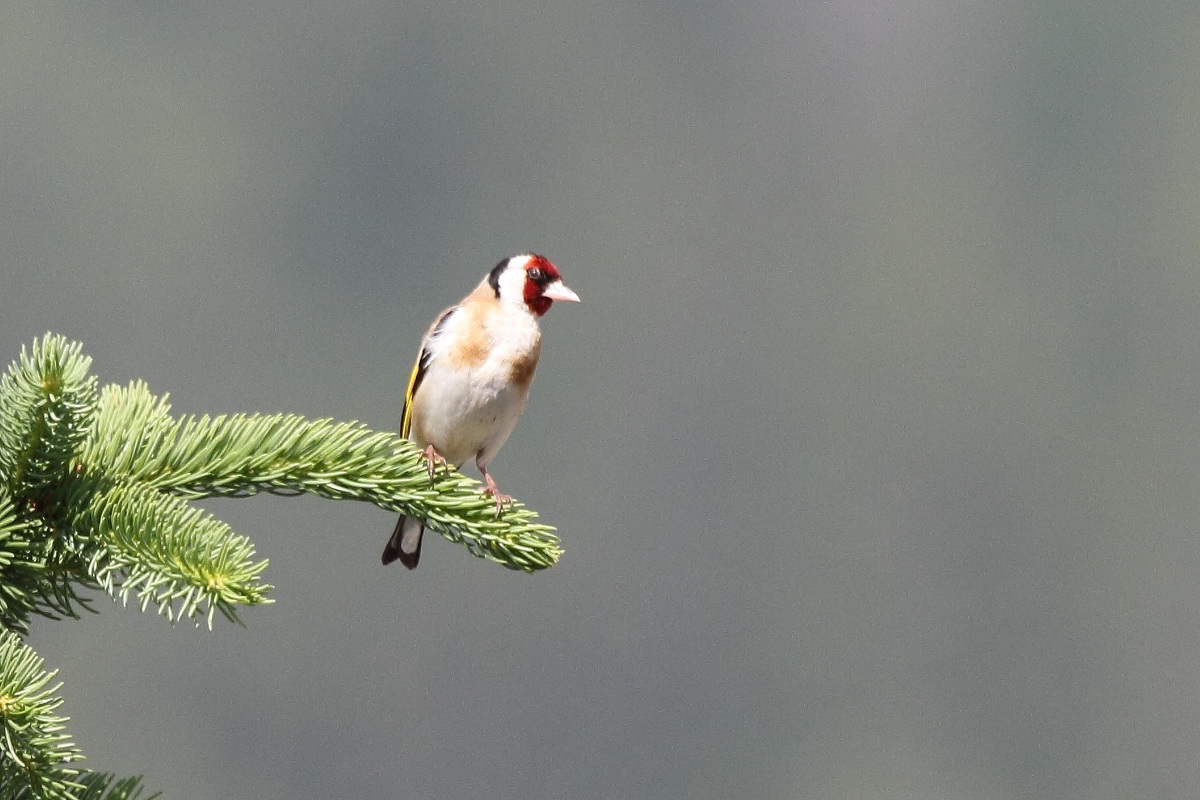Goldfinch