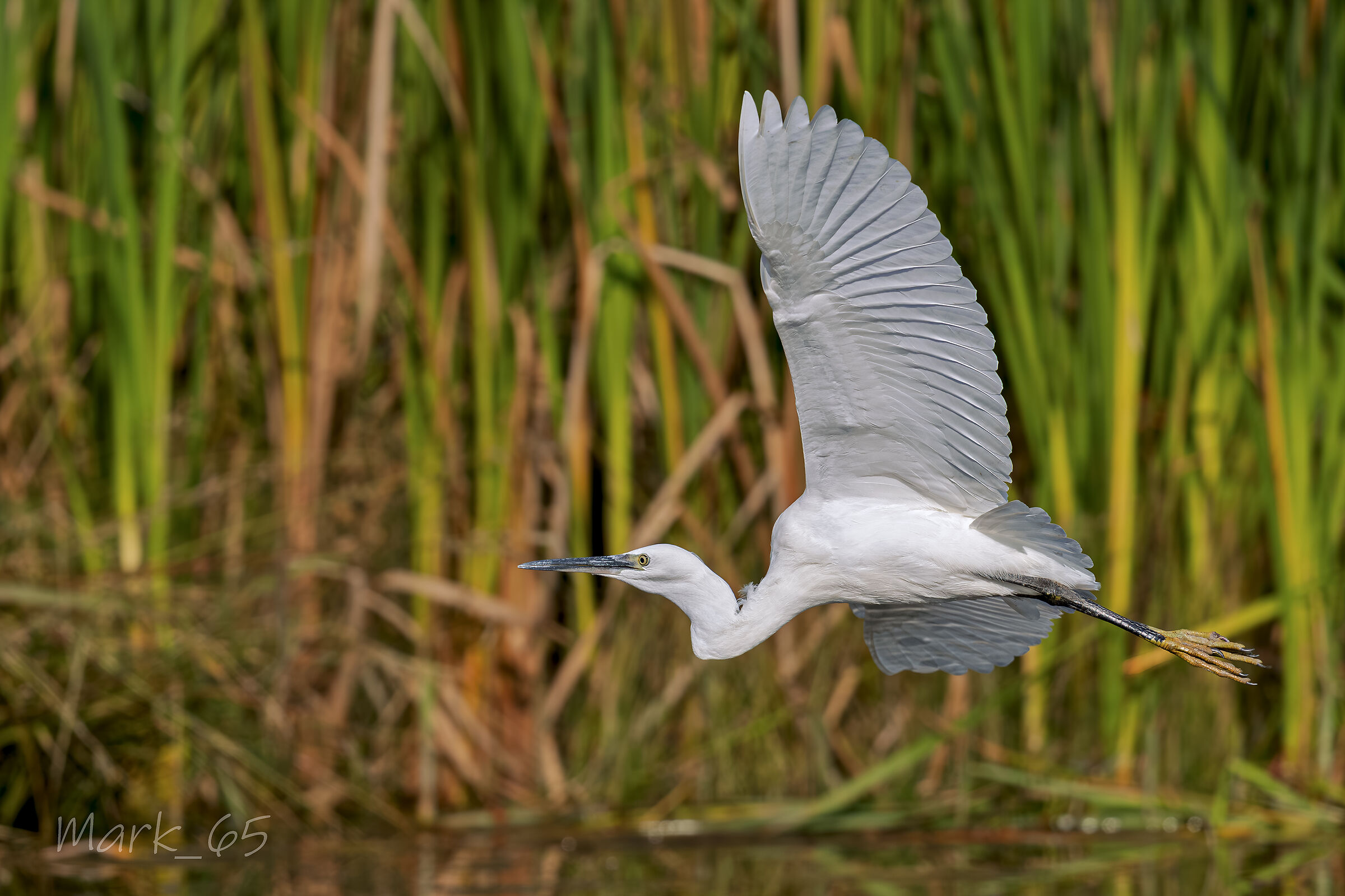 egret