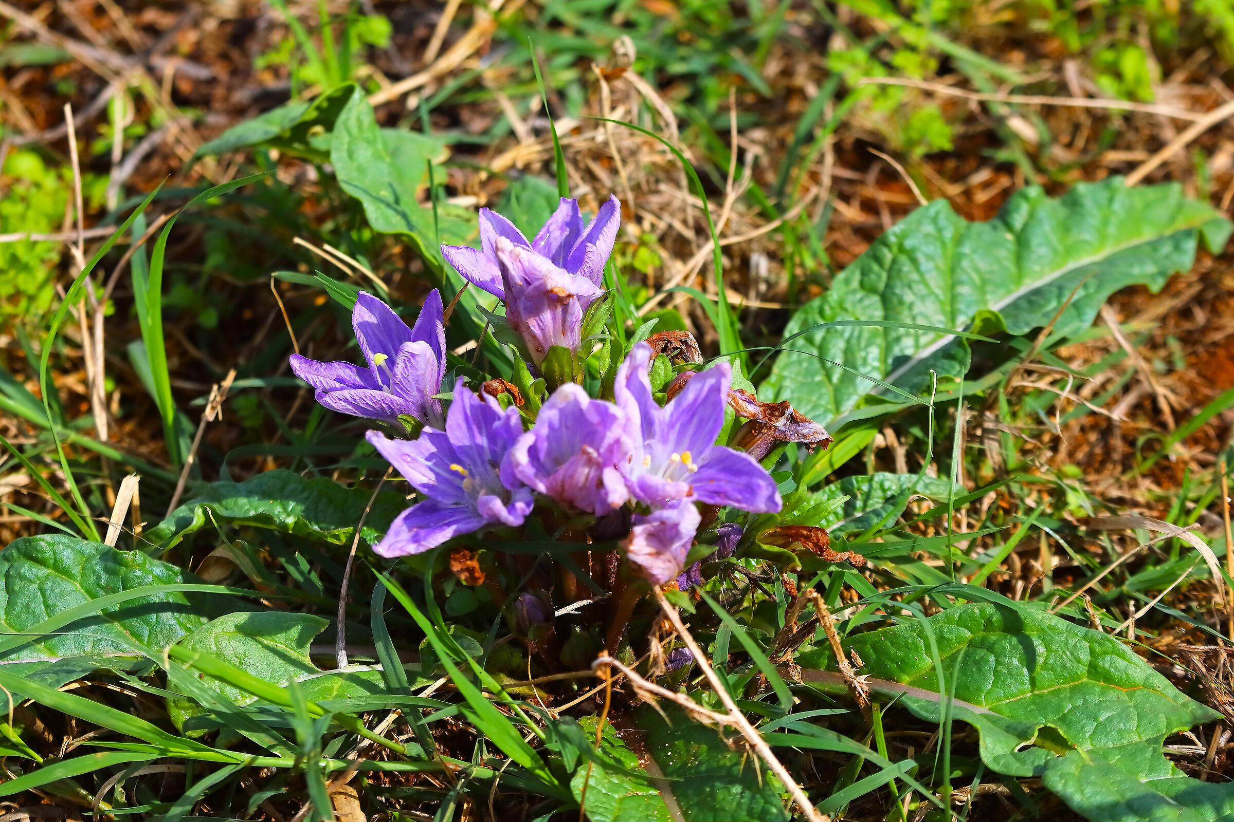 Mandragora 02 ottobre 2025 - 0048