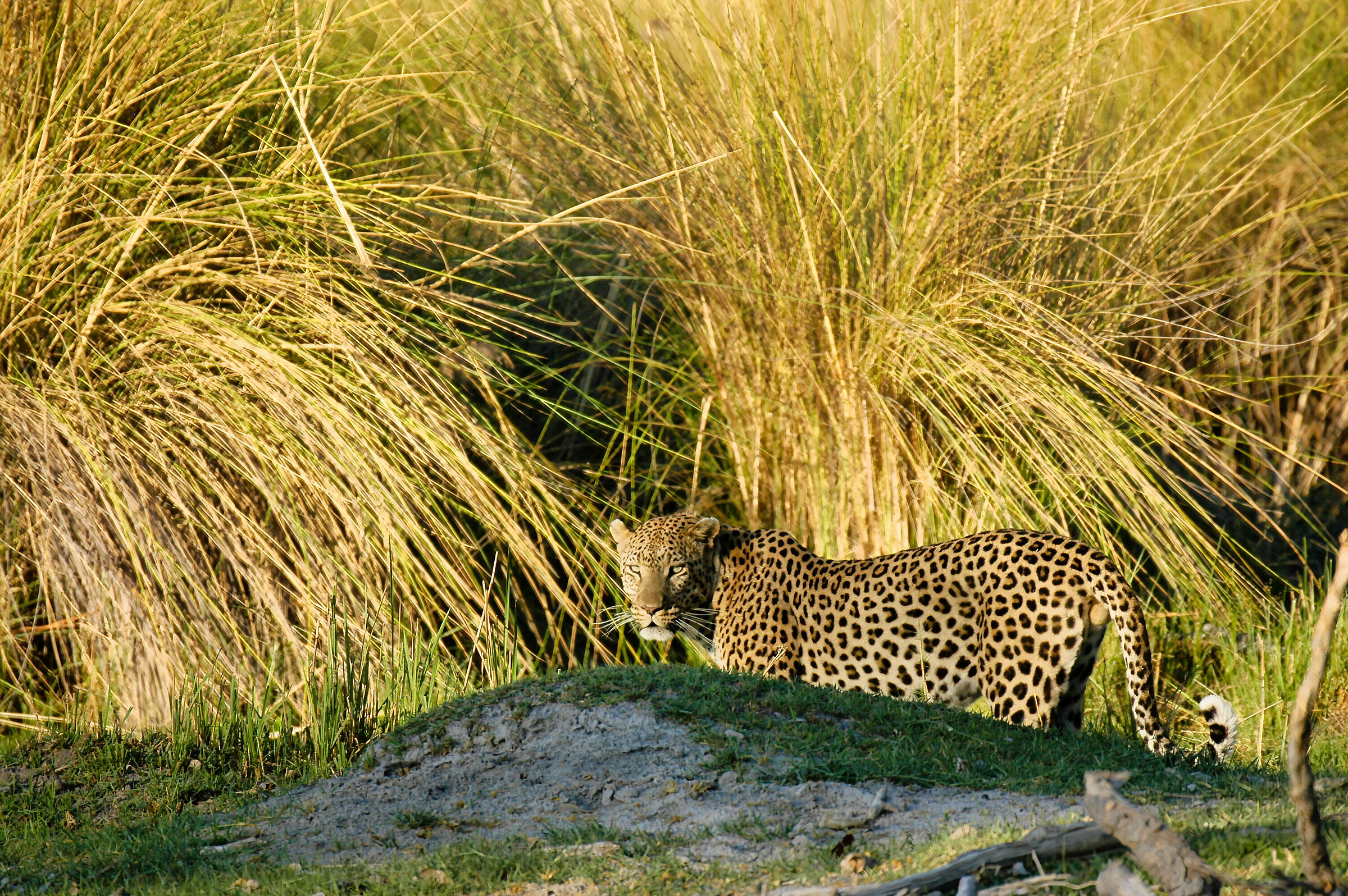 Leopard