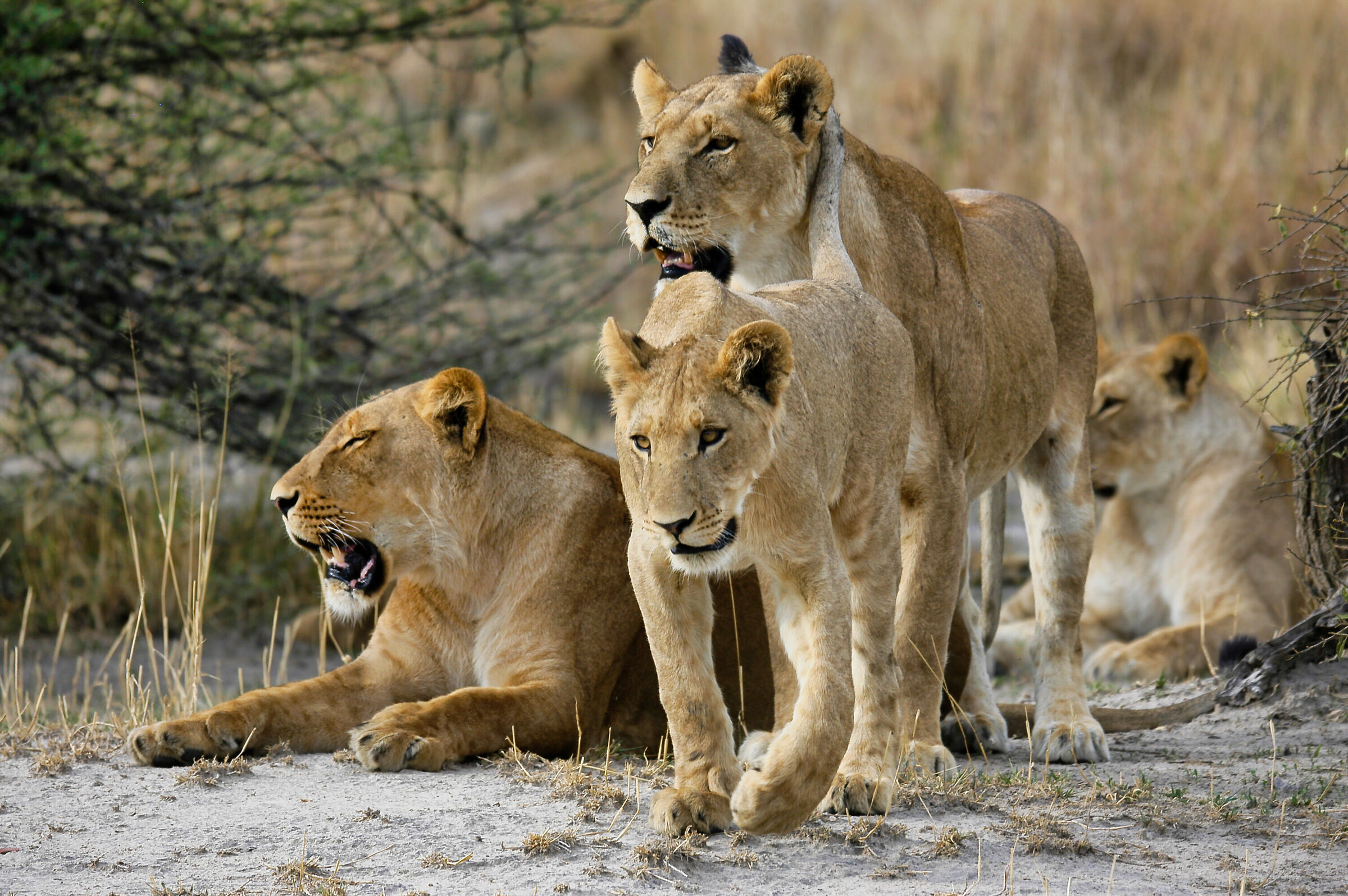 Family