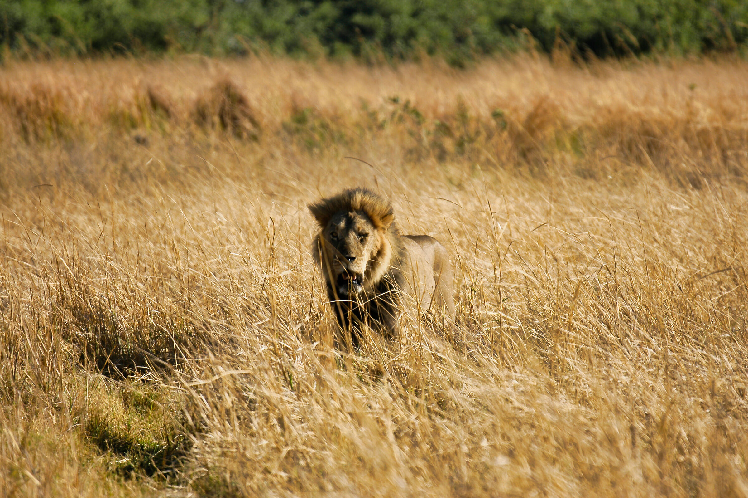 The king