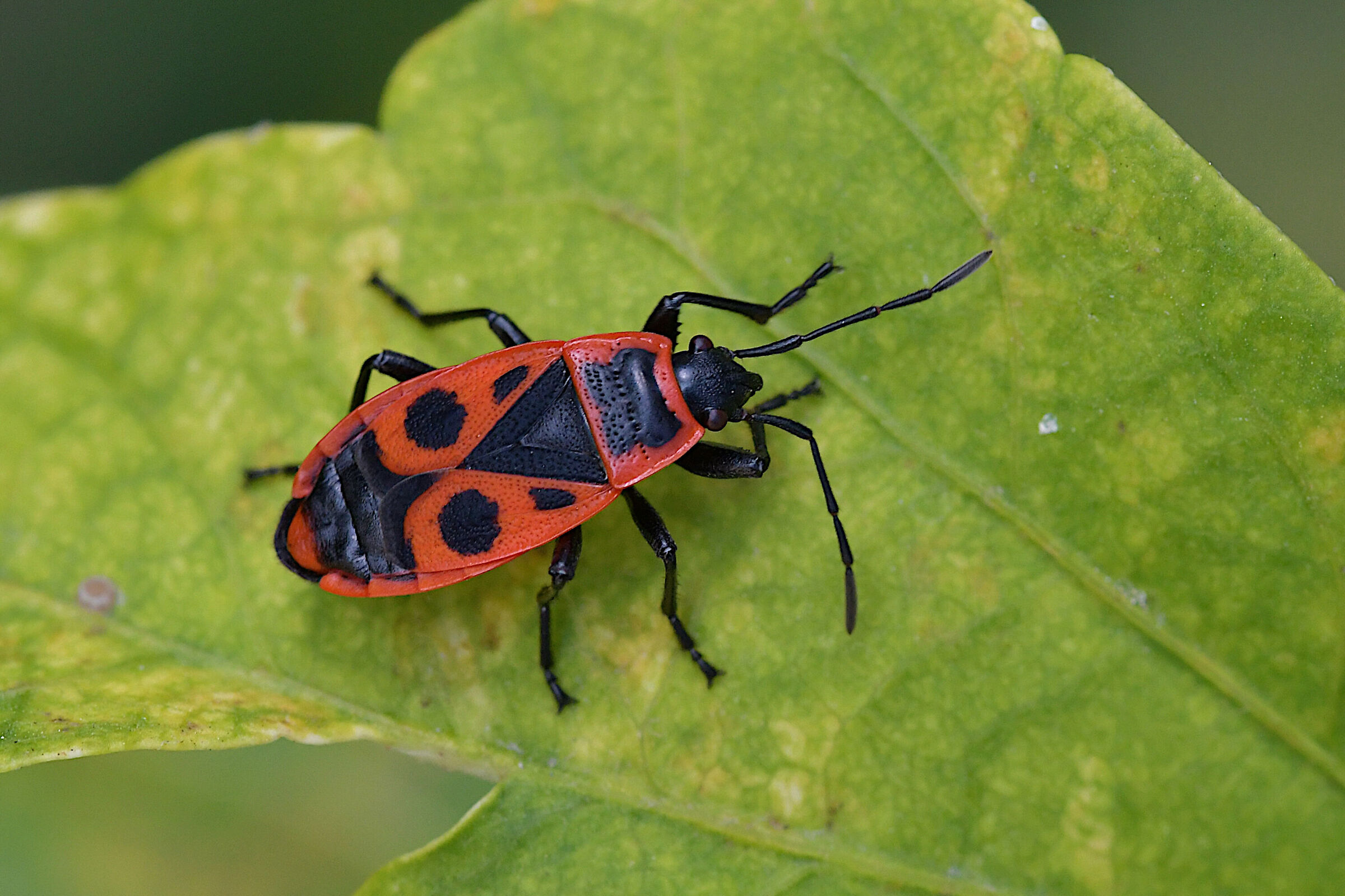 Pyrrhocoris apterus
