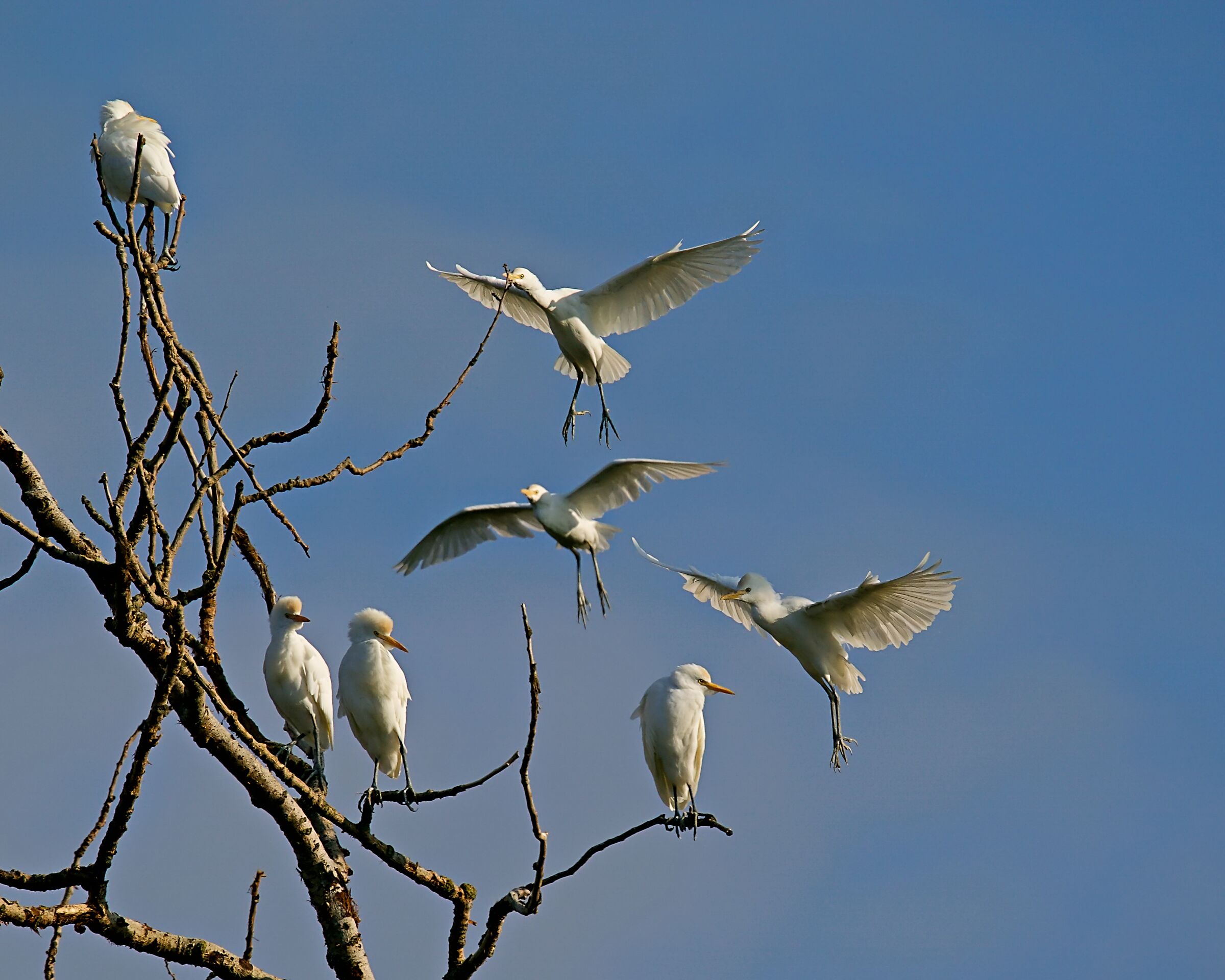 Crowding