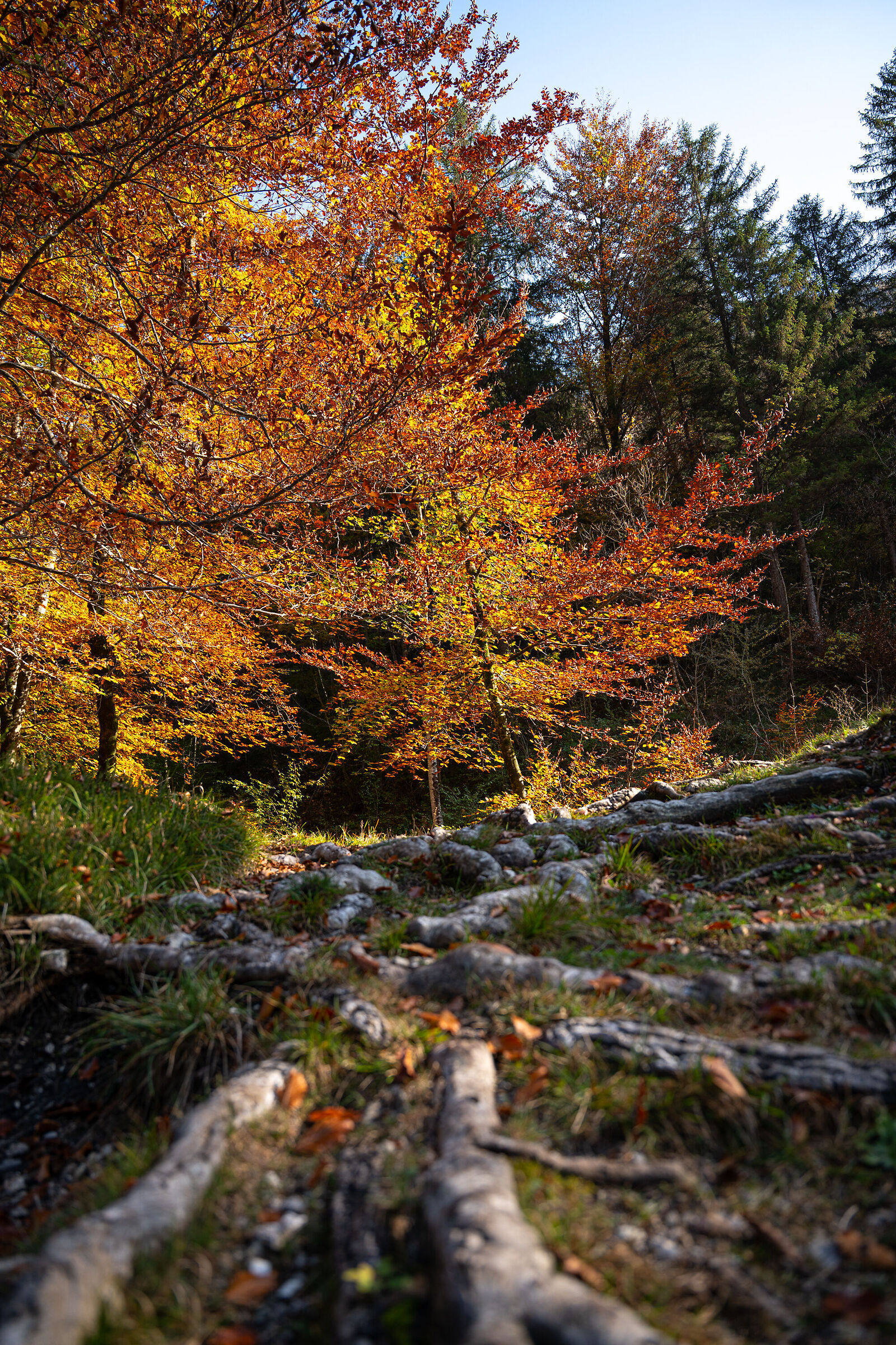 Foliage in Val di Ledro