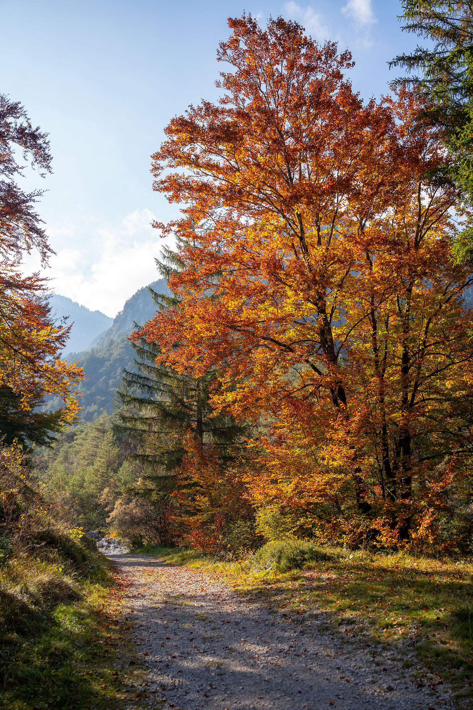 Foliage in Ledro (2)