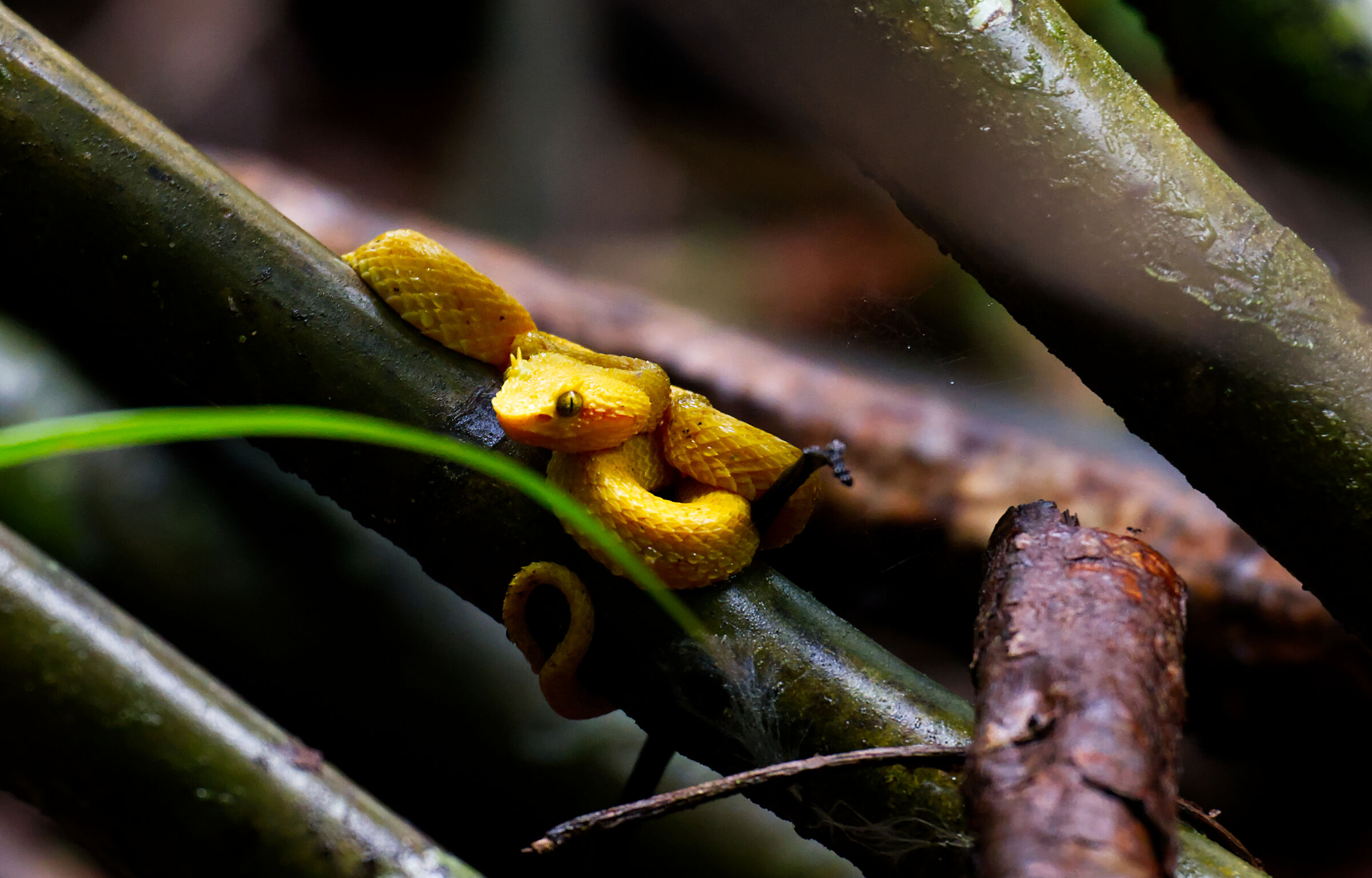 Vipera delle Palme Cigliata