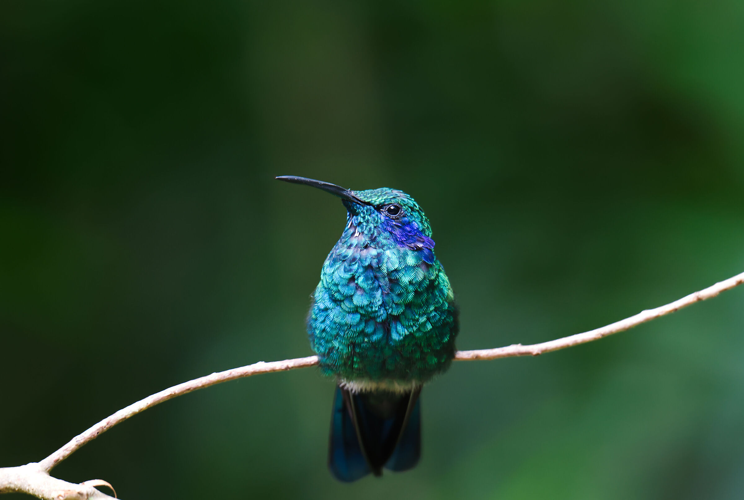 Colibrì