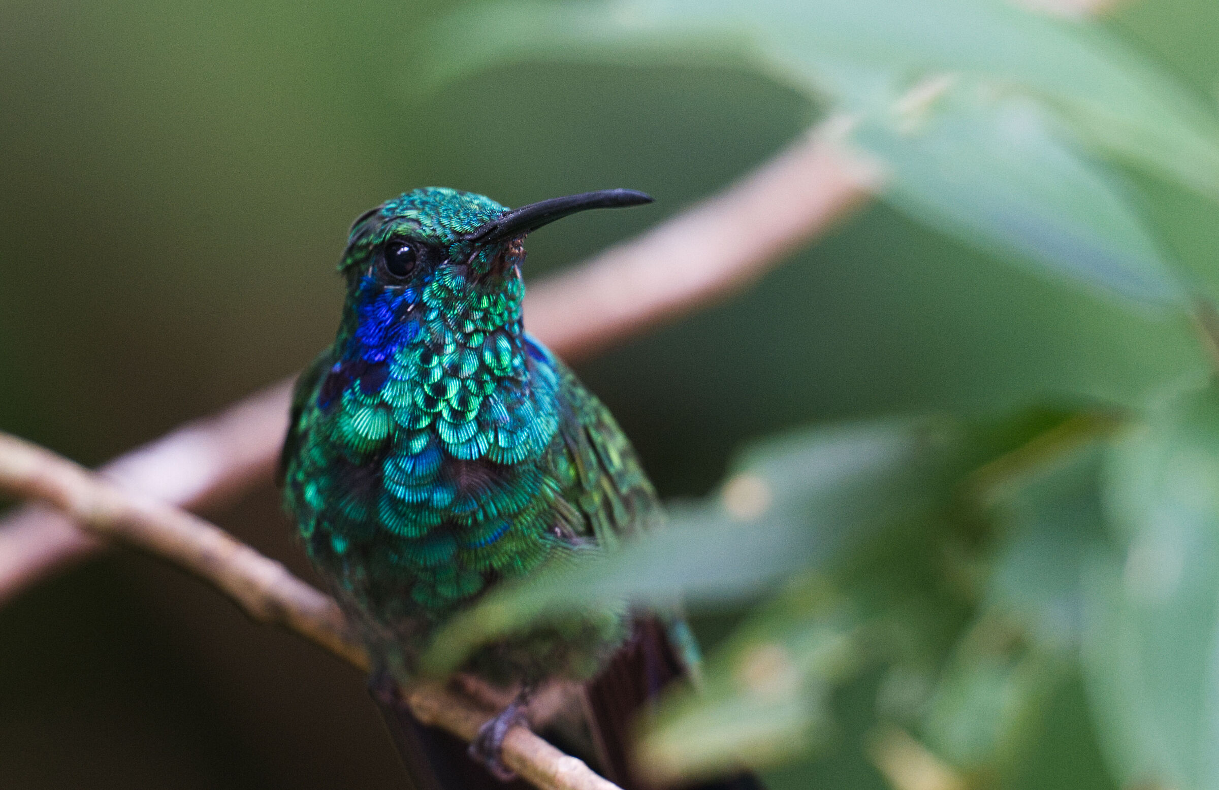 Colibrì 2